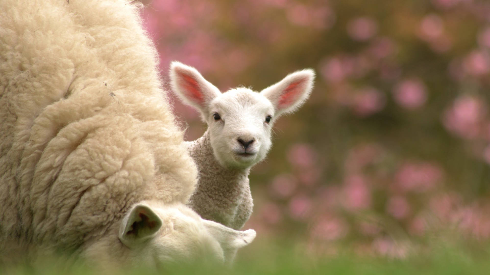 1920x1080 Sheep Wallpaper