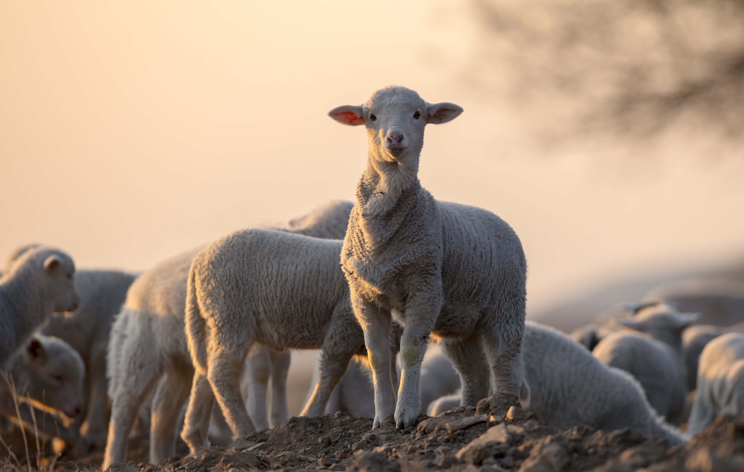 3000x1905 Are you looking for sheep wallpaper?