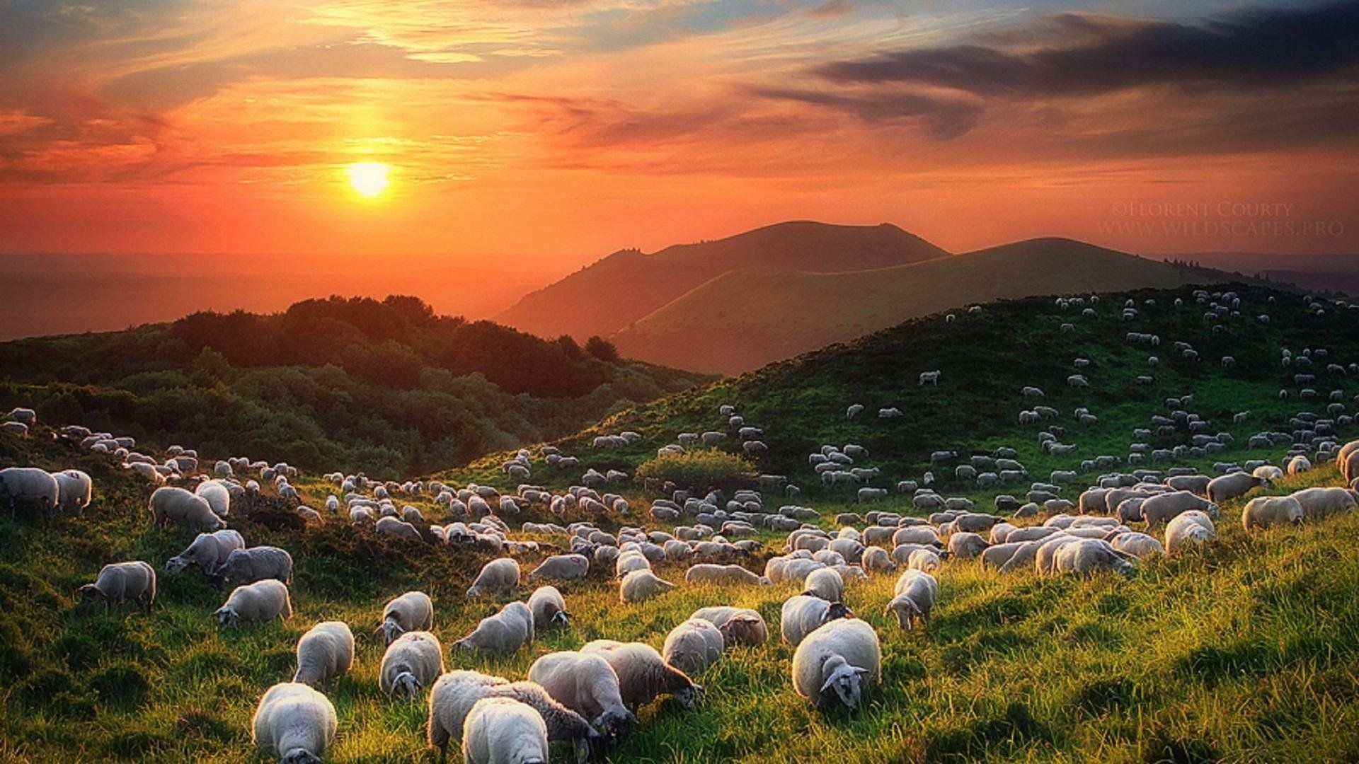 1920x1080 Sheep HD Wallpaper 79346
