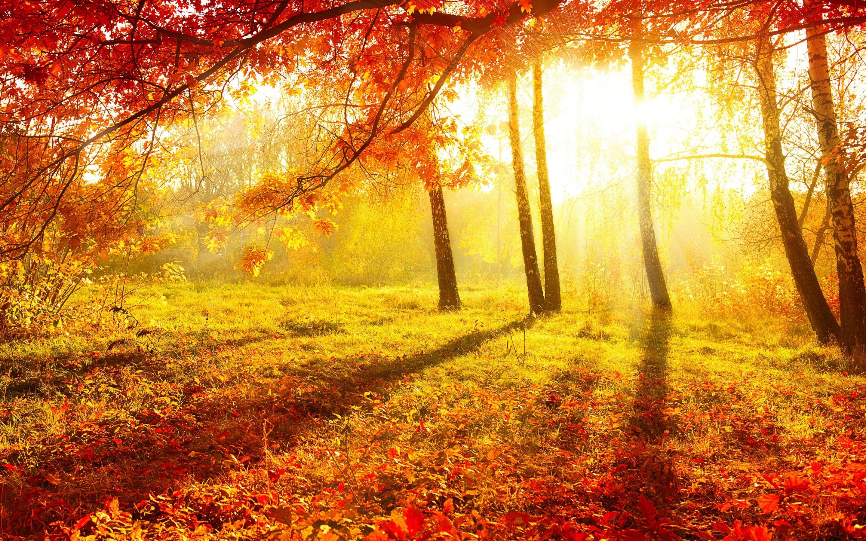 2880x1800 Creative & Graphics Autumn Sunlight wallpaper Desktop, Phone