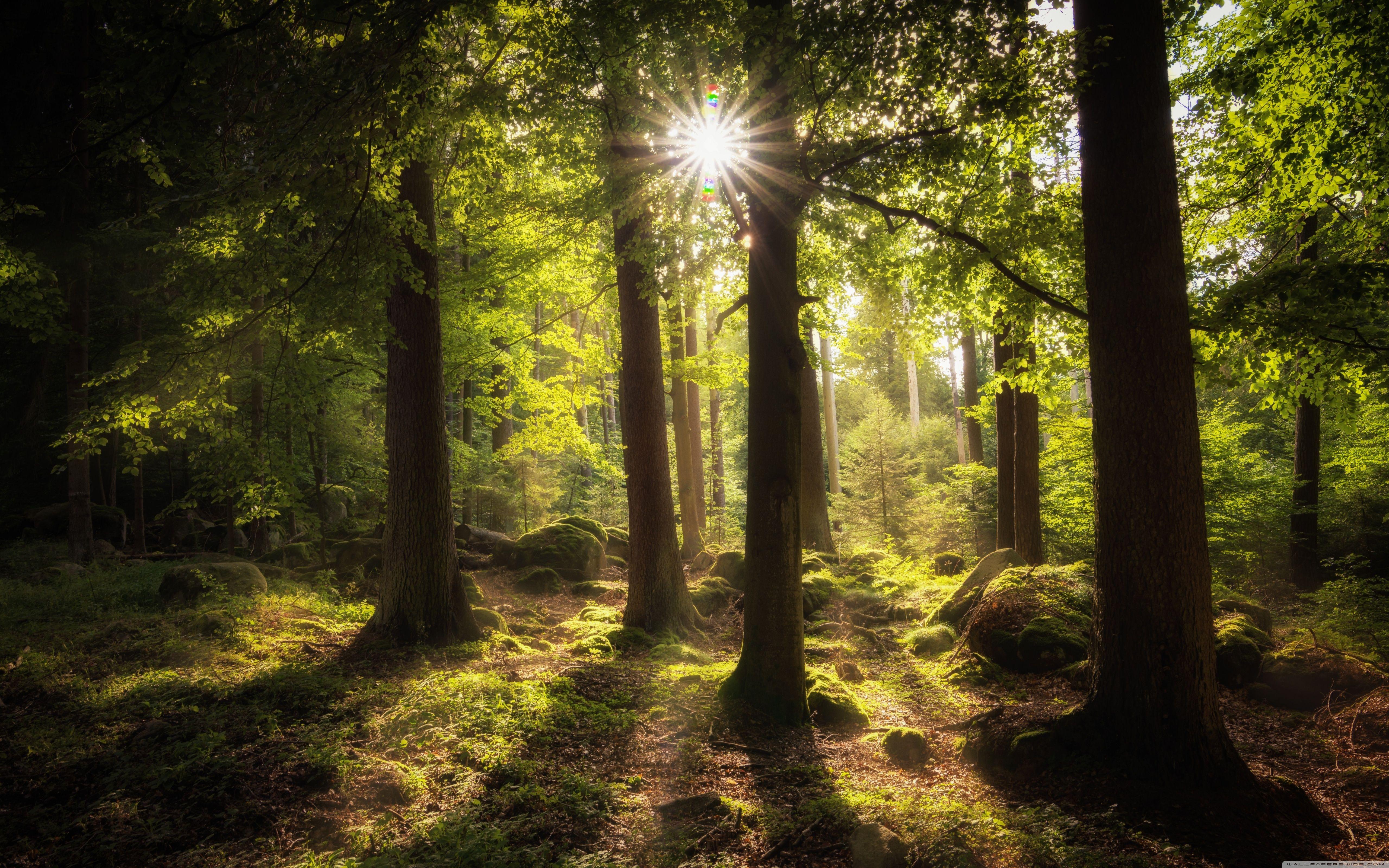 5120x3200 Sun Rays Through Trees Ultra HD Desktop Background Wallpaper