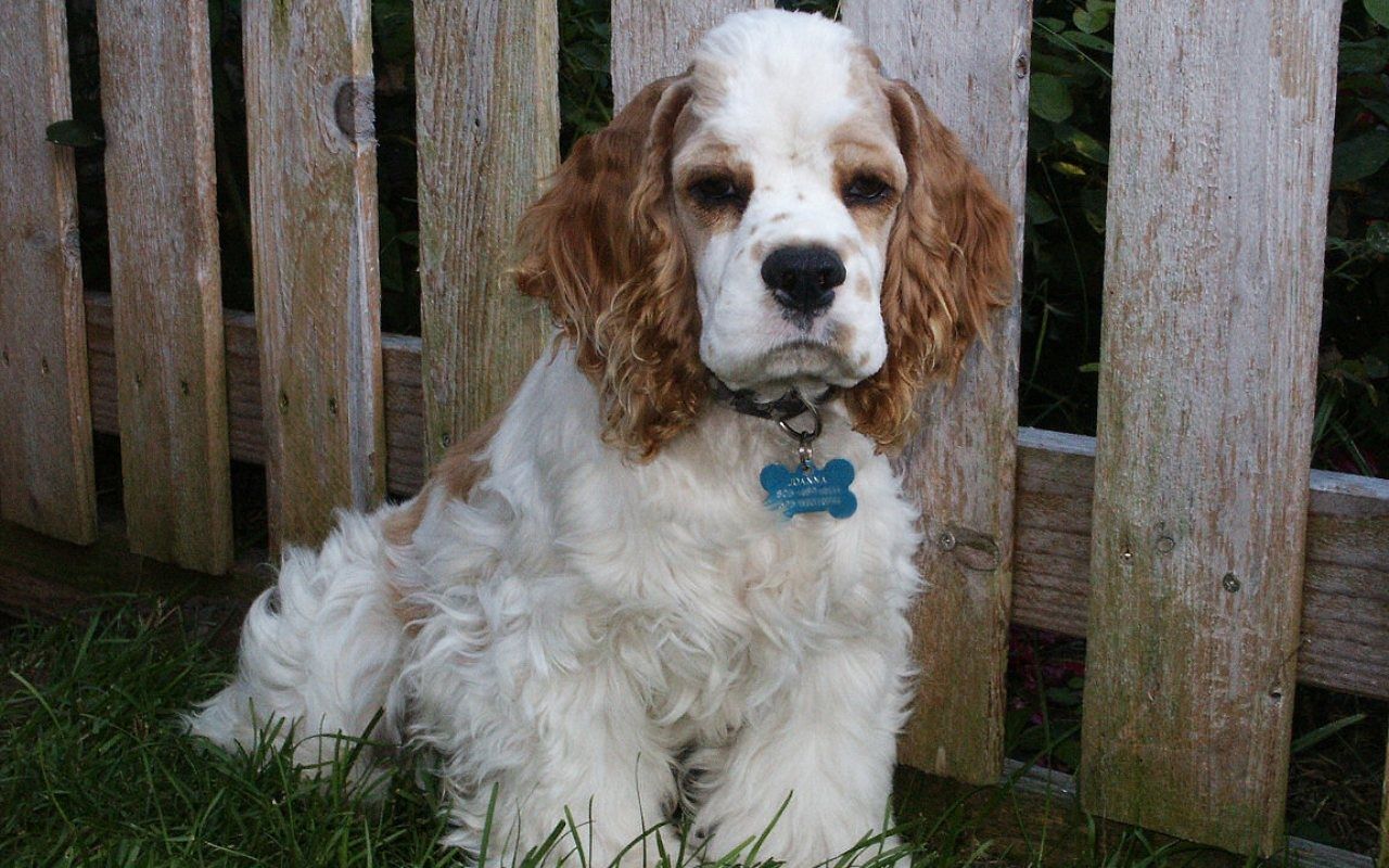 1280x800 Clumber Spaniel dog in the yard photo and wallpaper. Beautiful Clumber Spaniel dog in the yard picture