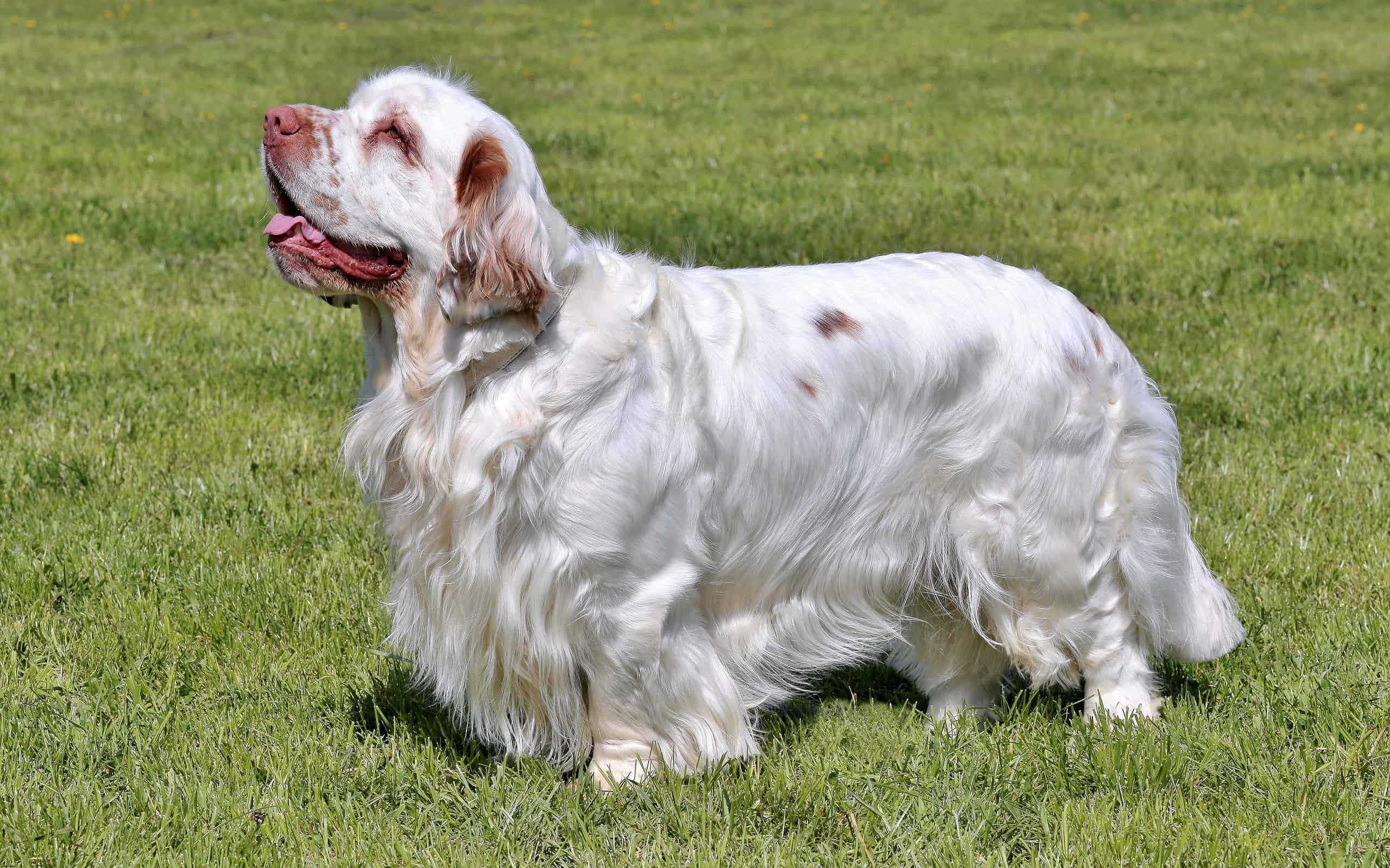 2560x1599 Are Clumber Spaniels Good Pets? 6 Reasons To Consider This Breed Z Animals