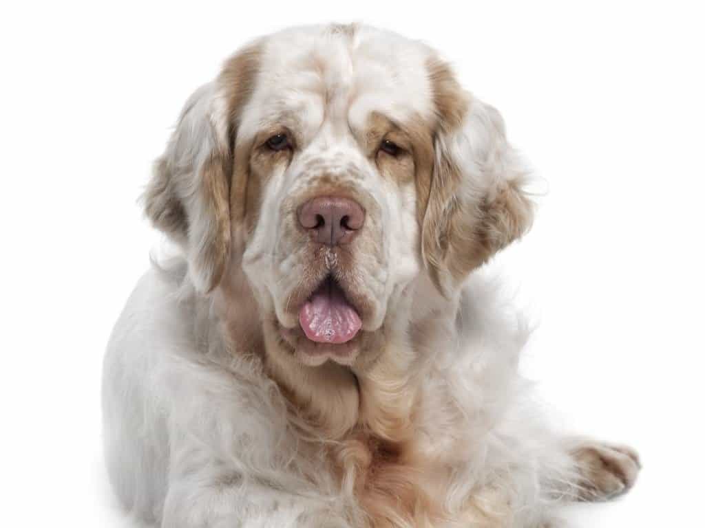 1024x768 Clumber Spaniel Animal Picture. A Z Animals