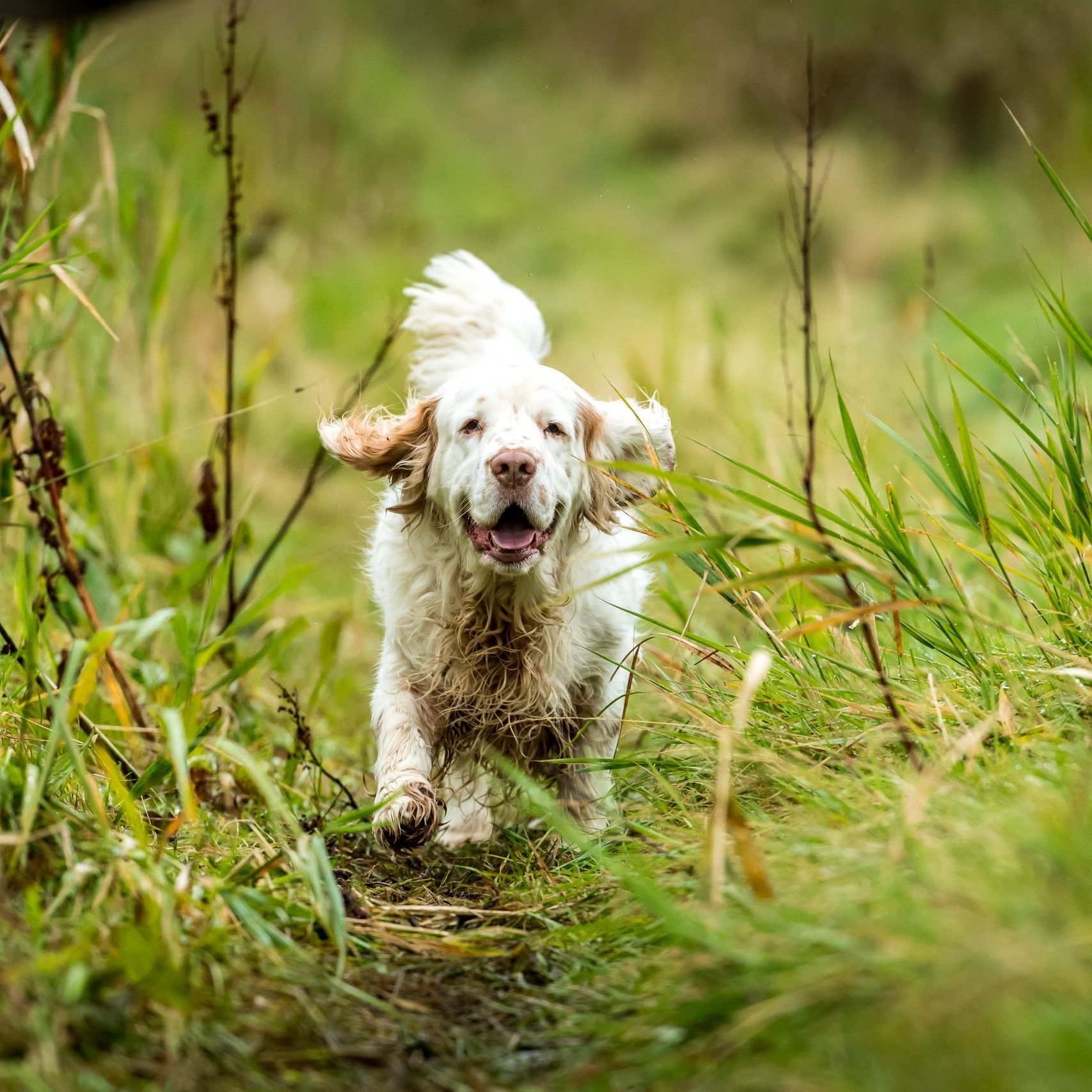 1707x1707 Rewriting the history of the Clumber spaniel