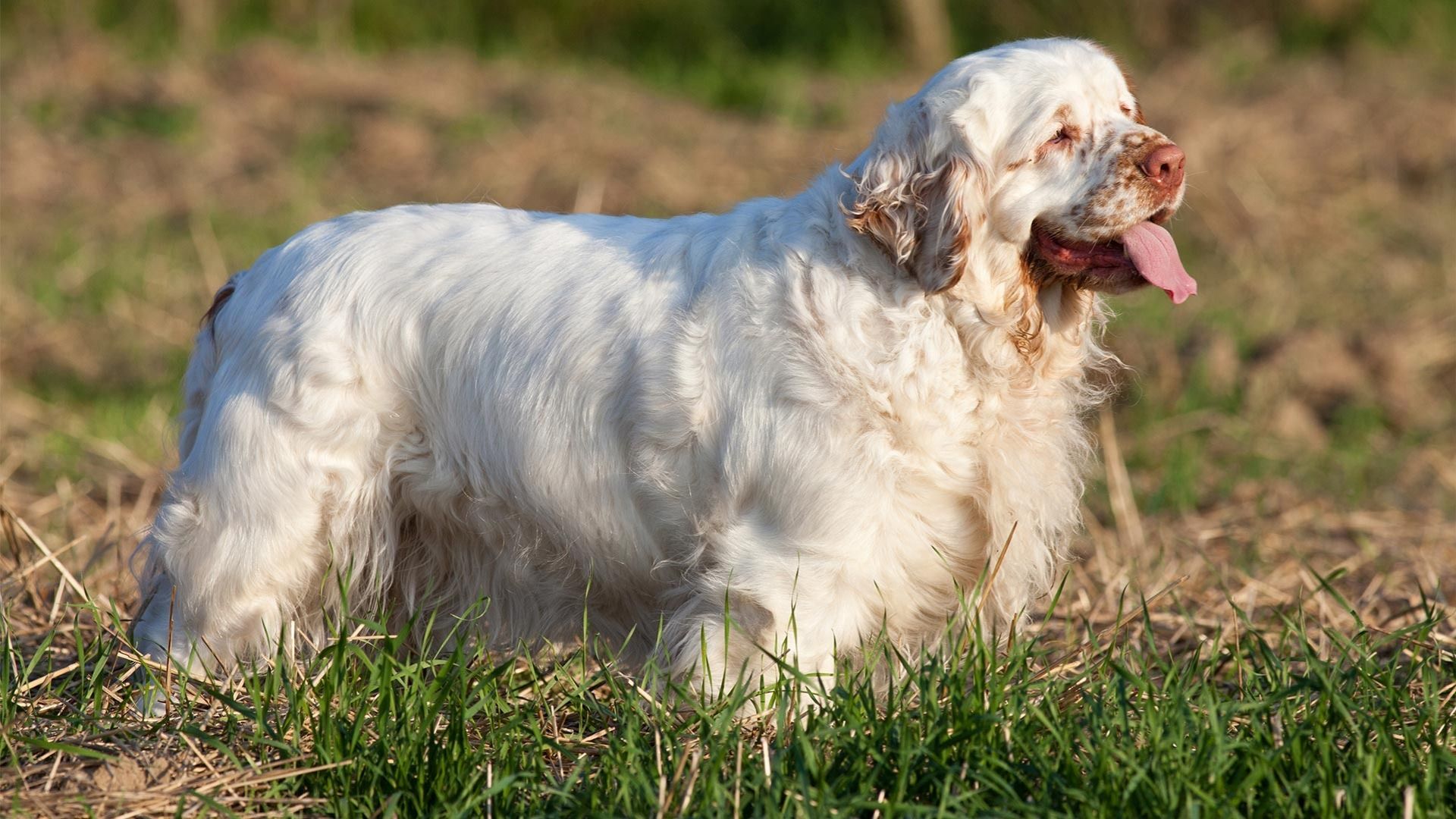 1920x1080 Clumber Spaniel