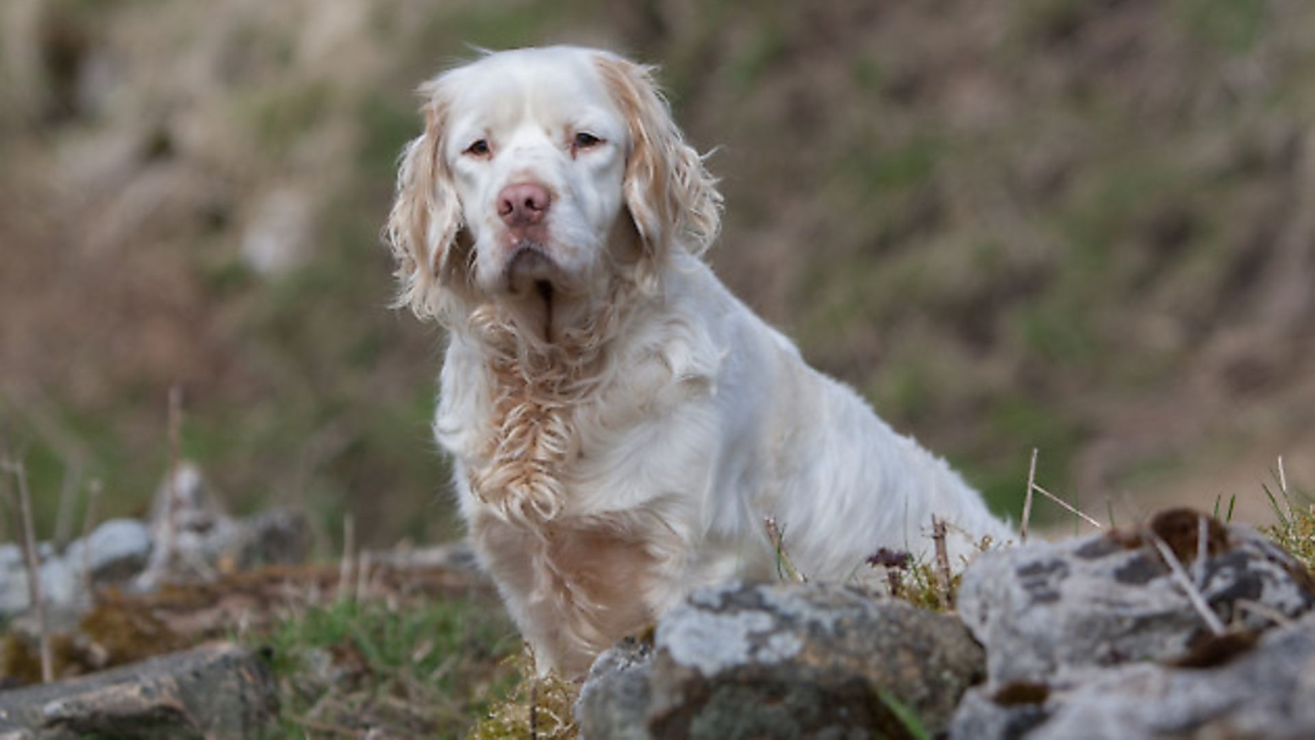 1920x1080 All about the Clumber spaniel great gundog
