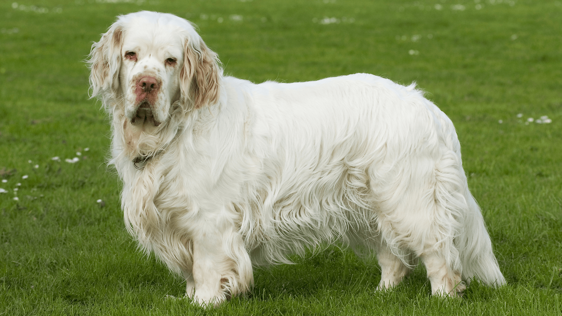 1920x1080 Clumber Spaniel's Stank Face When New Puppy Comes to Visit for the Holidays Is an Absolute Riot