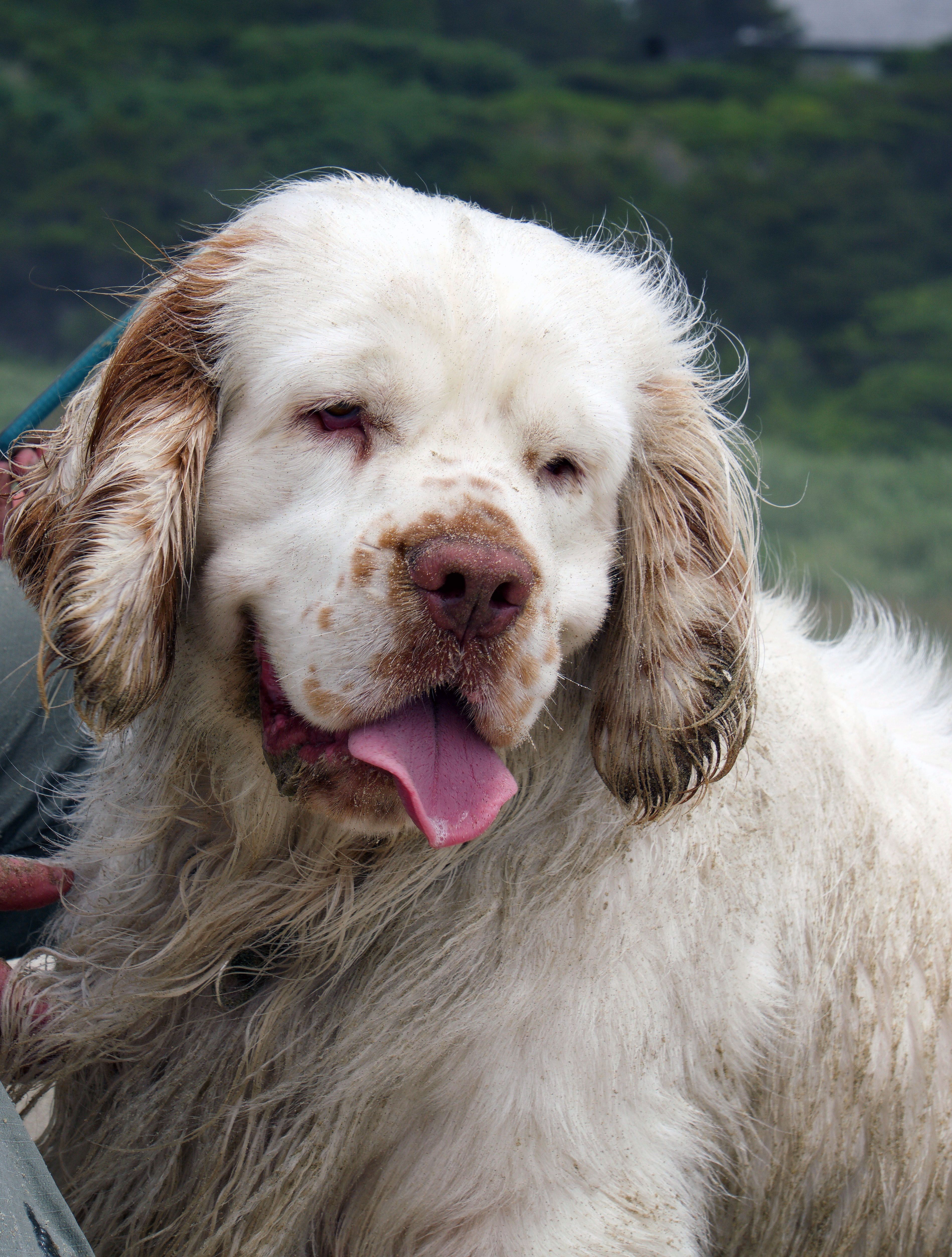 3796x5009 Clumbers, Clumber spaniel, Dog ideas. clumber spaniel, spaniel, puppies