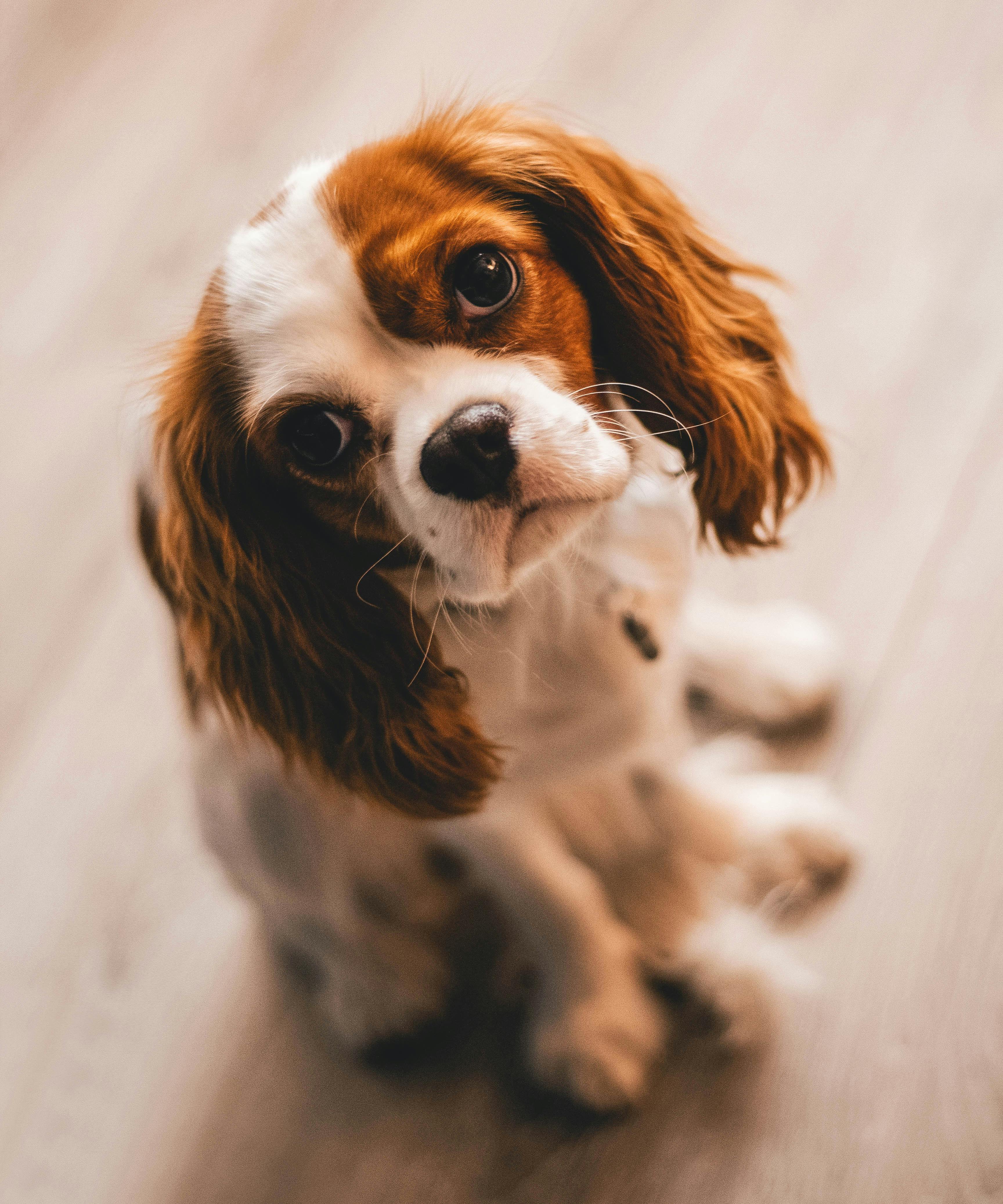 3456x4150 Clumber Spaniel. All About Clumber Spaniel Dog Breed