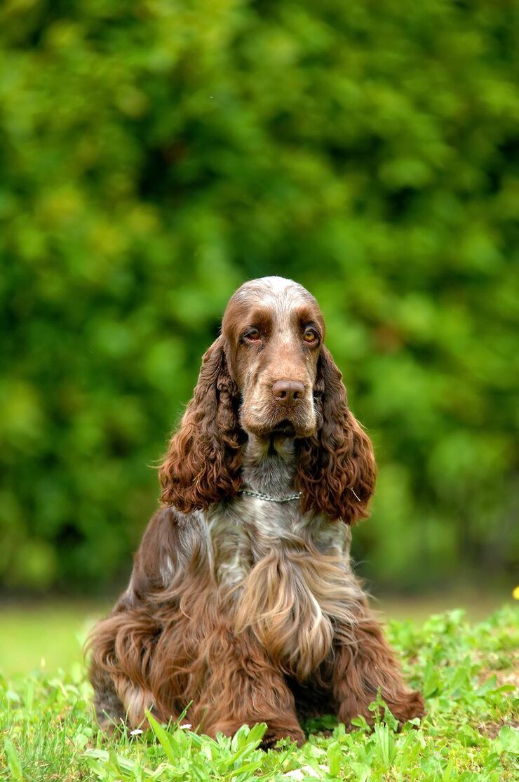 740x1114 Clumber spaniel Image