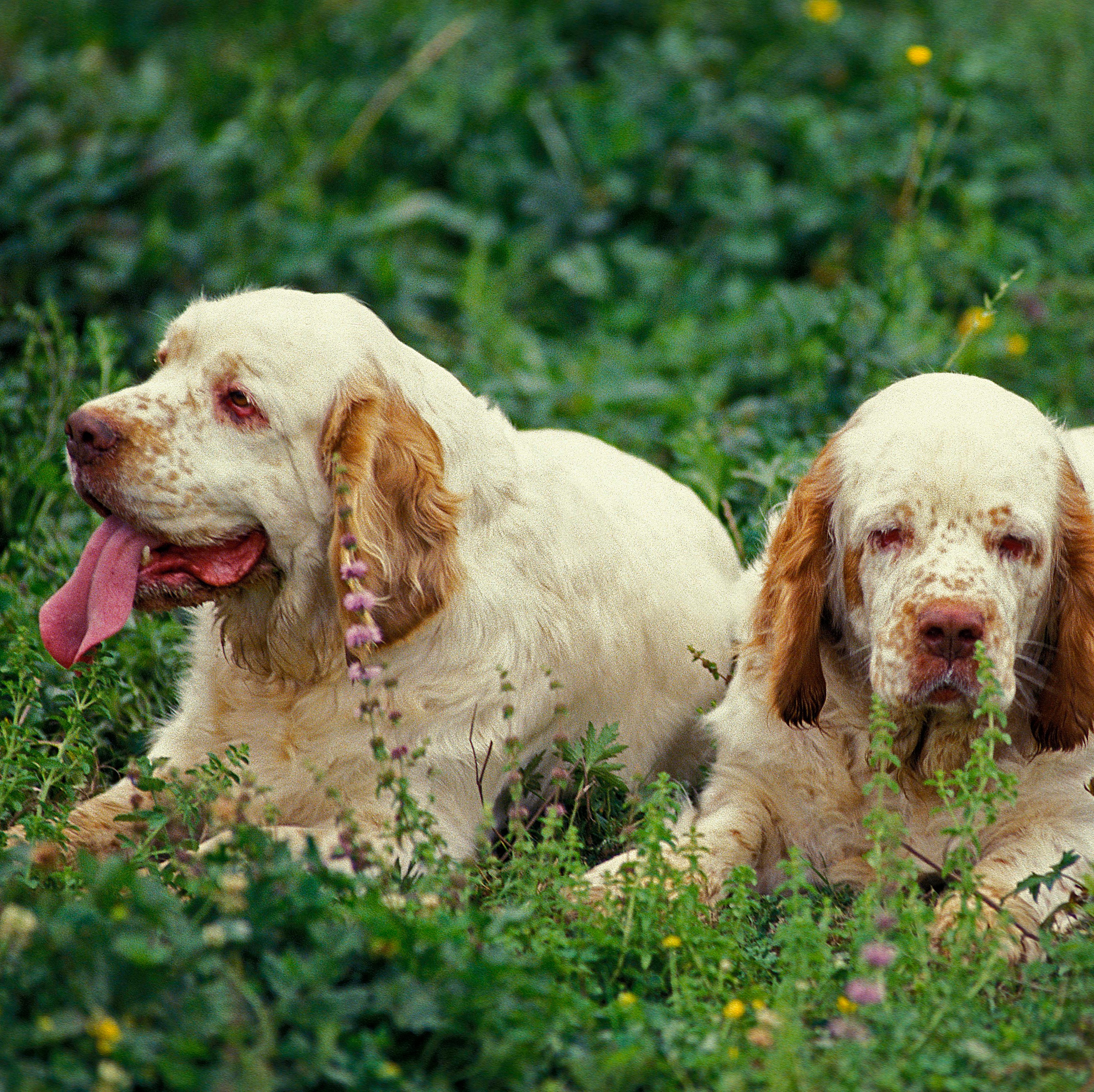 3500x3494 Rare Spaniel Breeds You Probably Haven't Heard Of