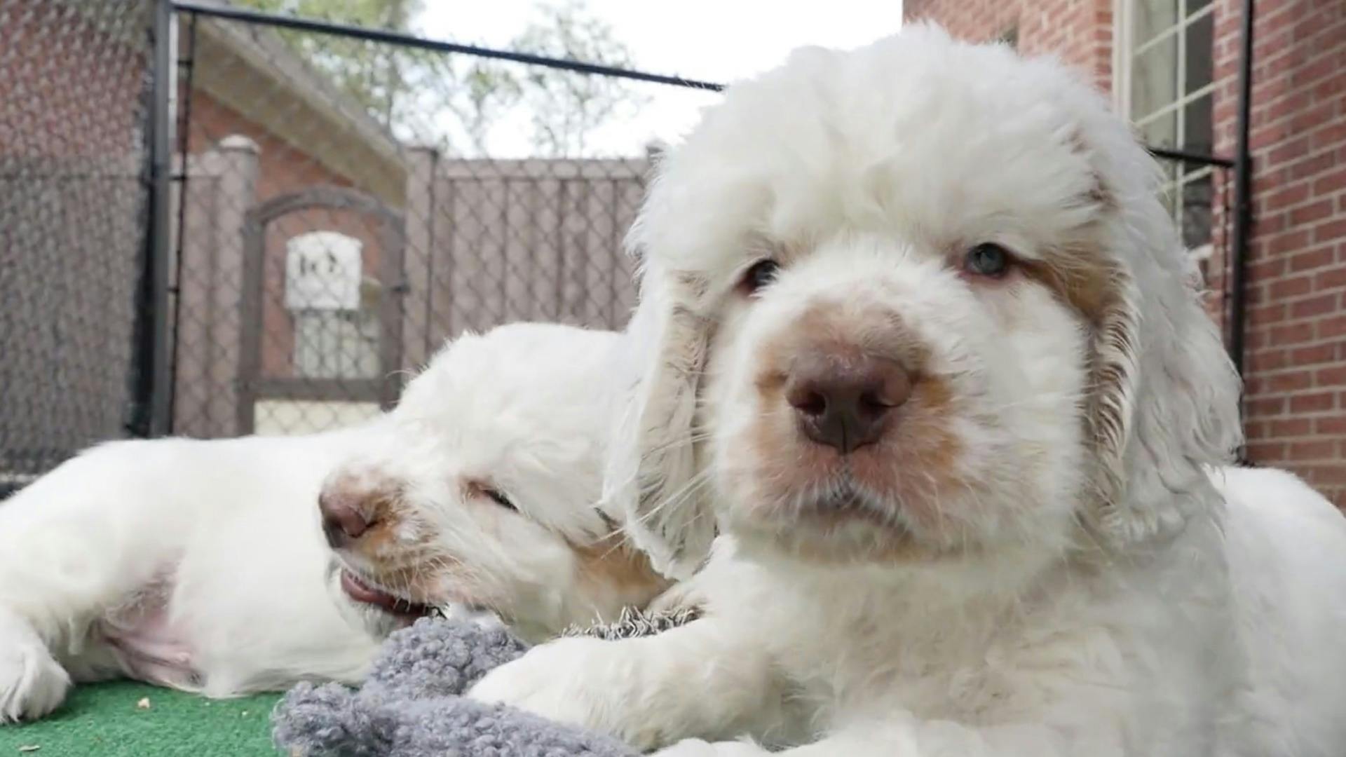 1920x1080 The Cutest Clumber Spaniel Puppies