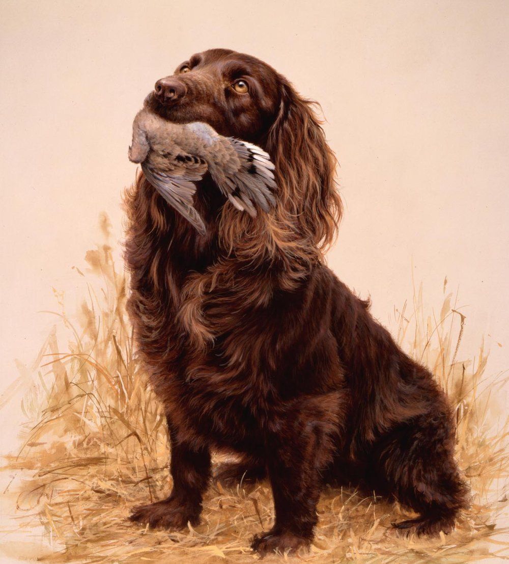 1000x1107 Boykin Spaniel and fowl photo and wallpaper. Beautiful Boykin Spaniel and fowl picture
