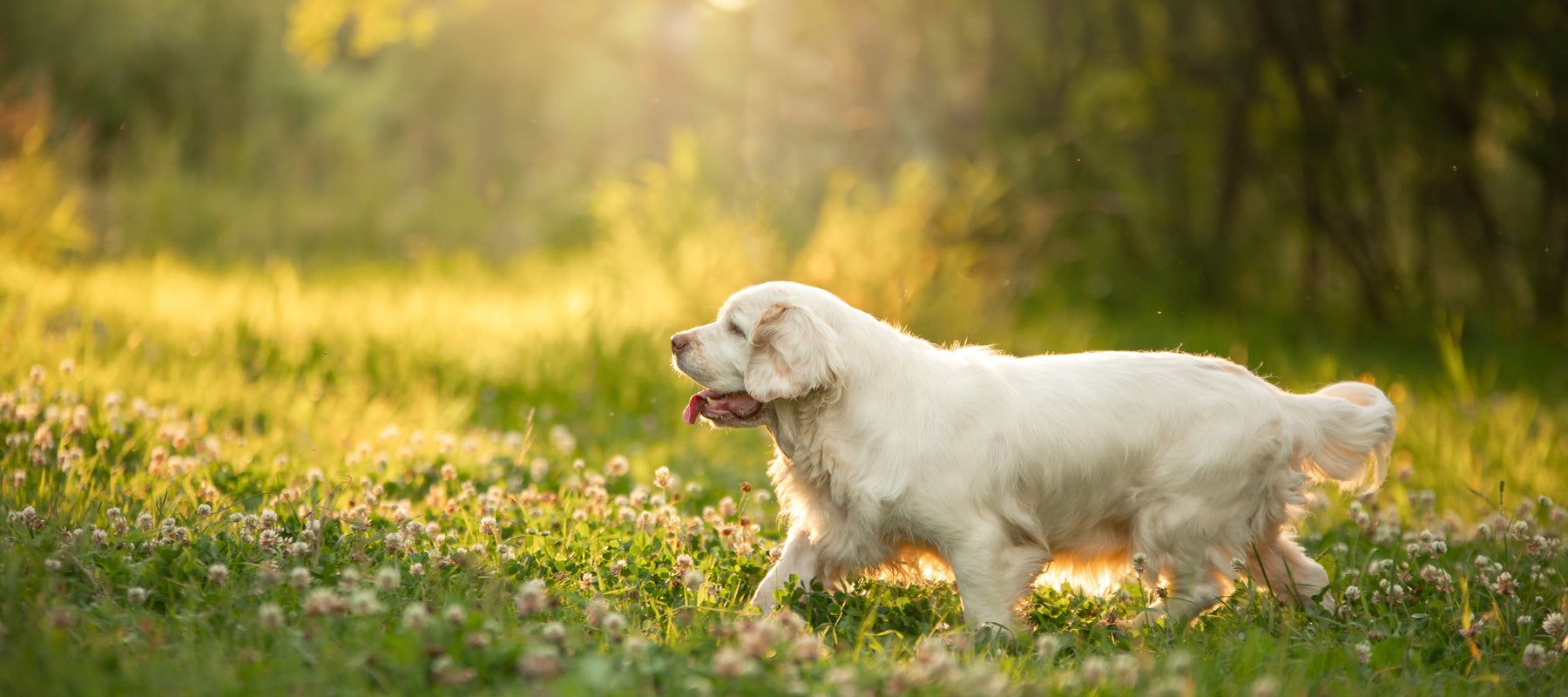 1800x800 Clumber Spaniel Dog Breed Guide. Time for Paws