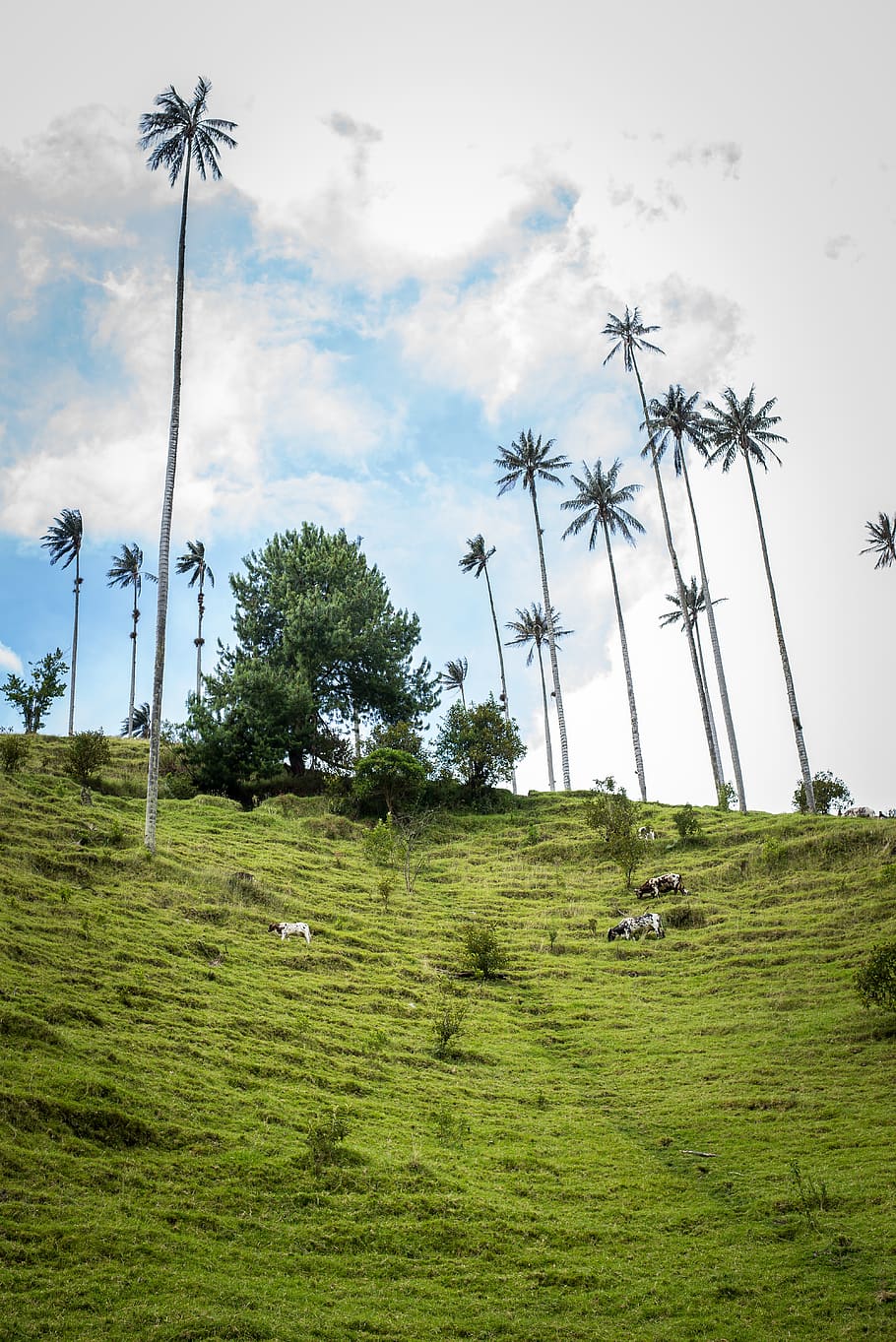 910x1363 HD wallpaper: nature, sky, mountain, palm trees, salento, quindío, forest