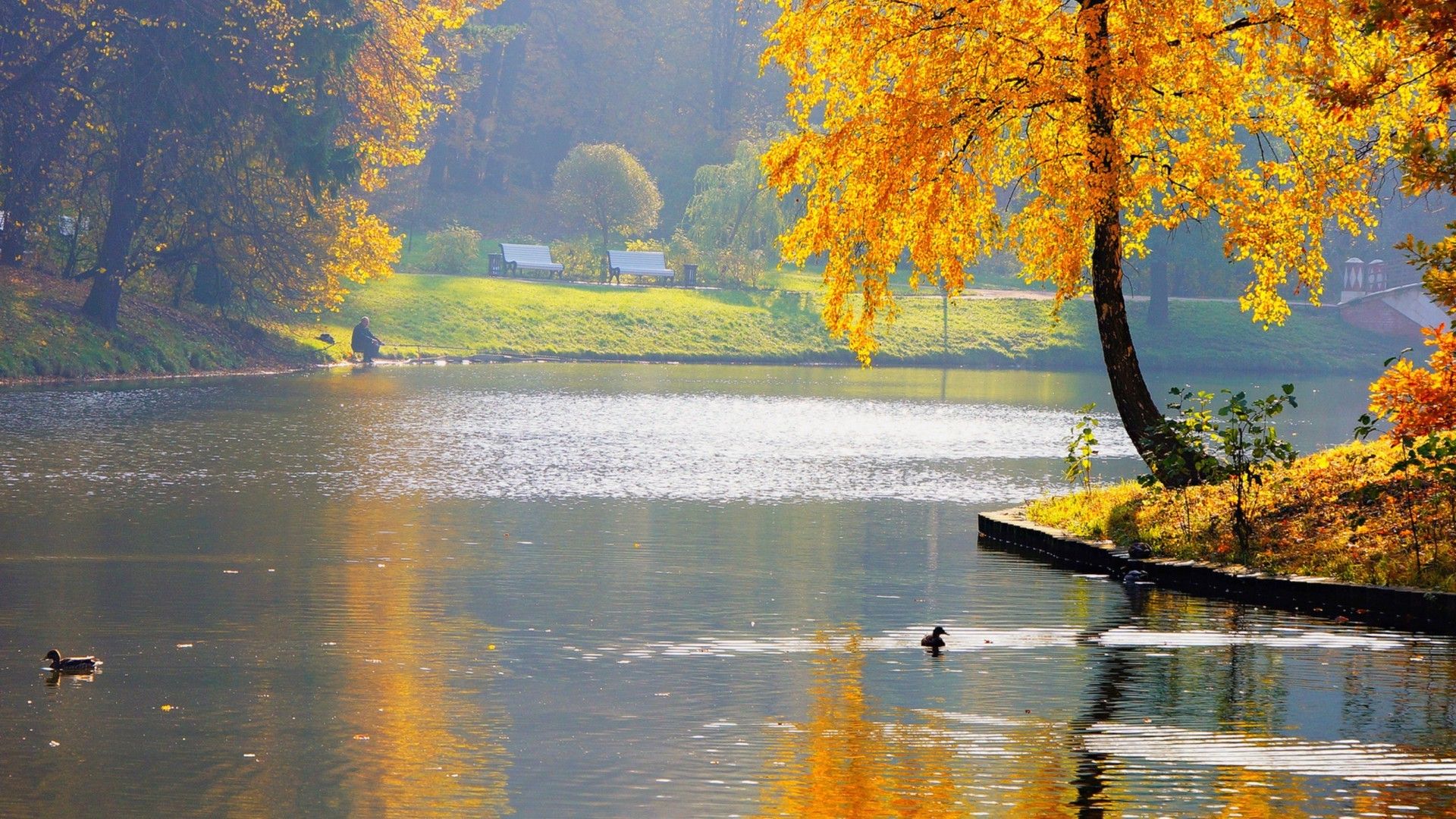 1920x1080 Autumn yellow tree near the river