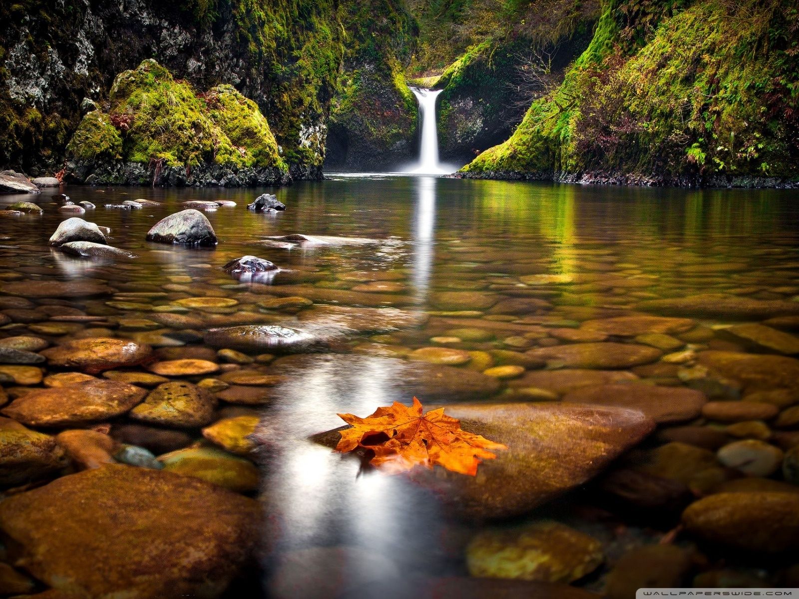 1600x1200 Yellow Leaf In The River 4K UHD Wallpaper for UltraHD Desktop and TV : Smartphone and Tablet Devices