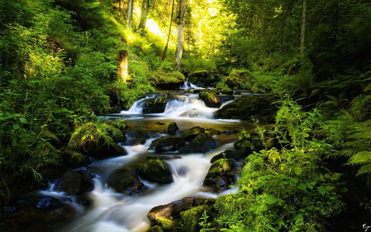 1200x750 Wallpaper Green and Yellow Trees Beside River During Daytime, Background Free Image