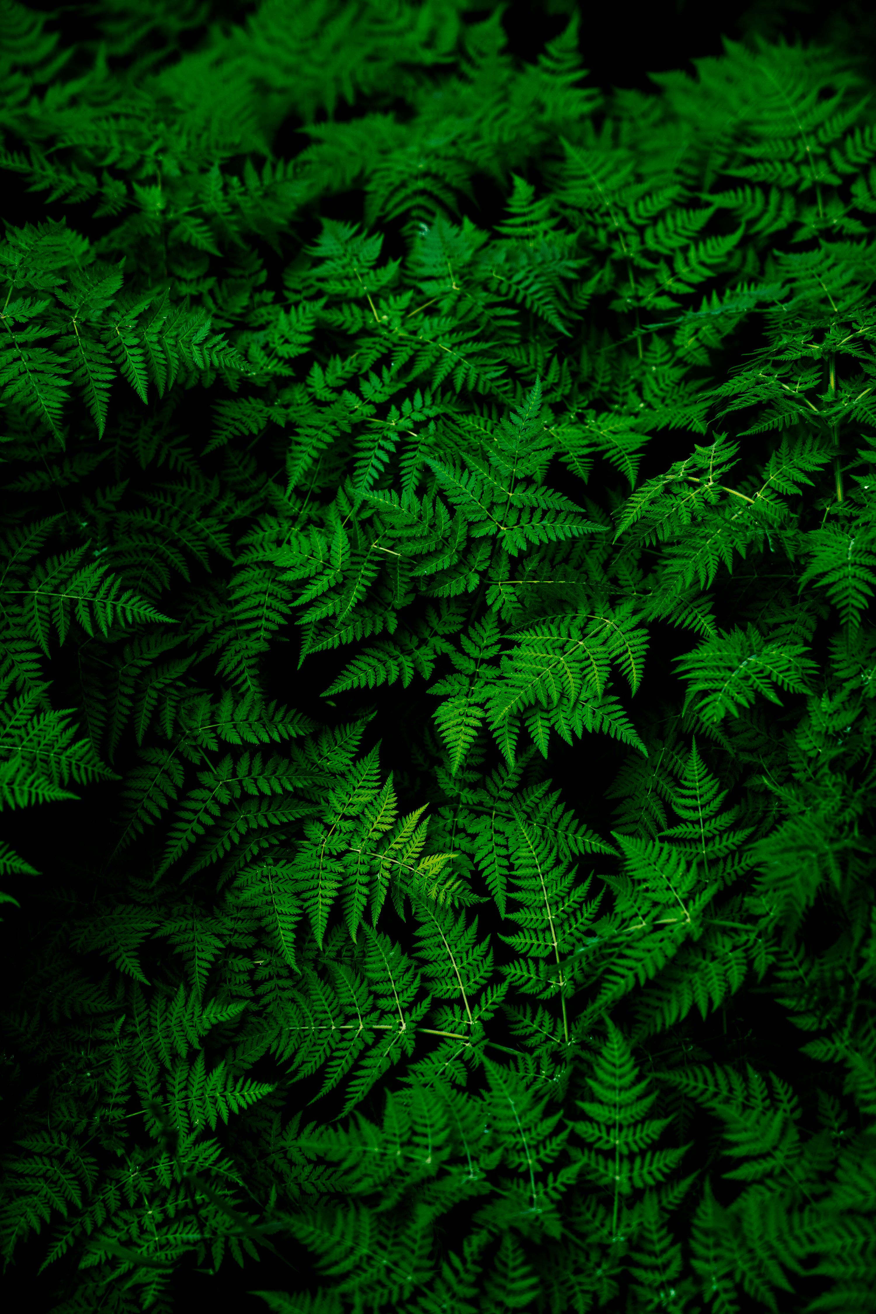 3000x4498 Leaf Background Image: Free Image