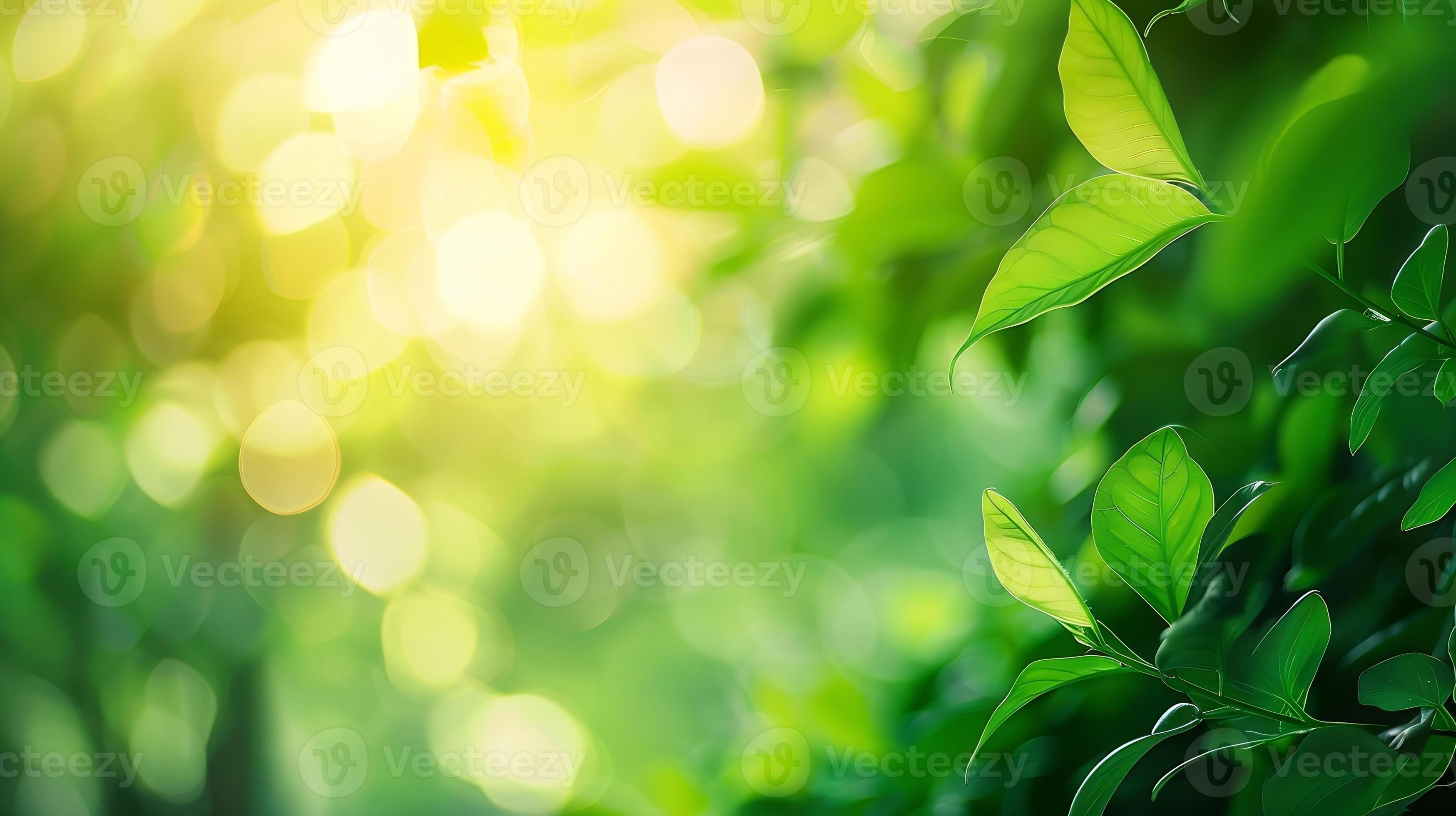 3497x1960 Beautiful nature view of green leaf on blurred greenery background in garden and sunlight with copy space using as background natural green plants landscape ecology fresh wallpaper