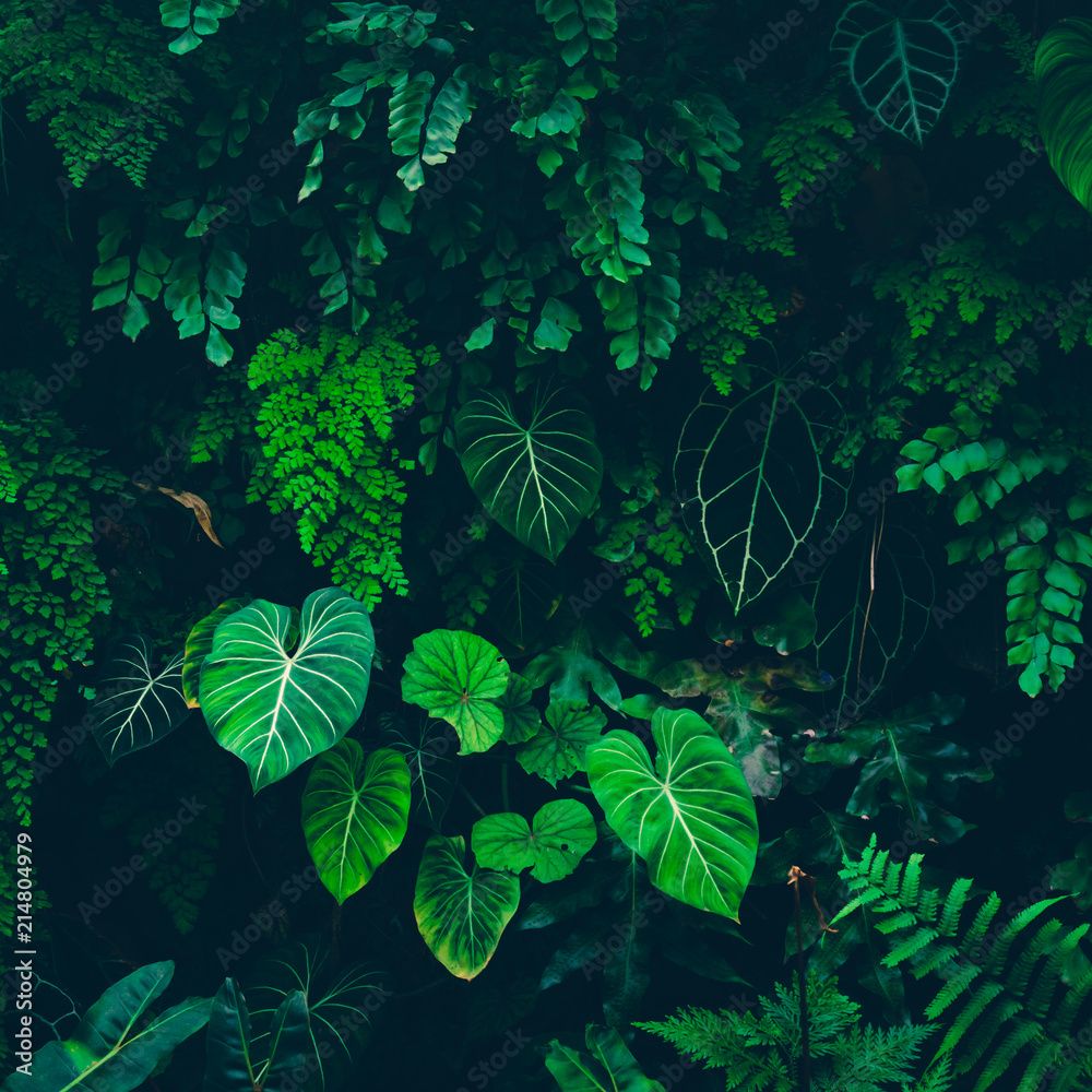 1000x1000 Tropical leaves texture, Abstract nature leaf green texture background.vintage dark tone, picture can used wallpaper desktop