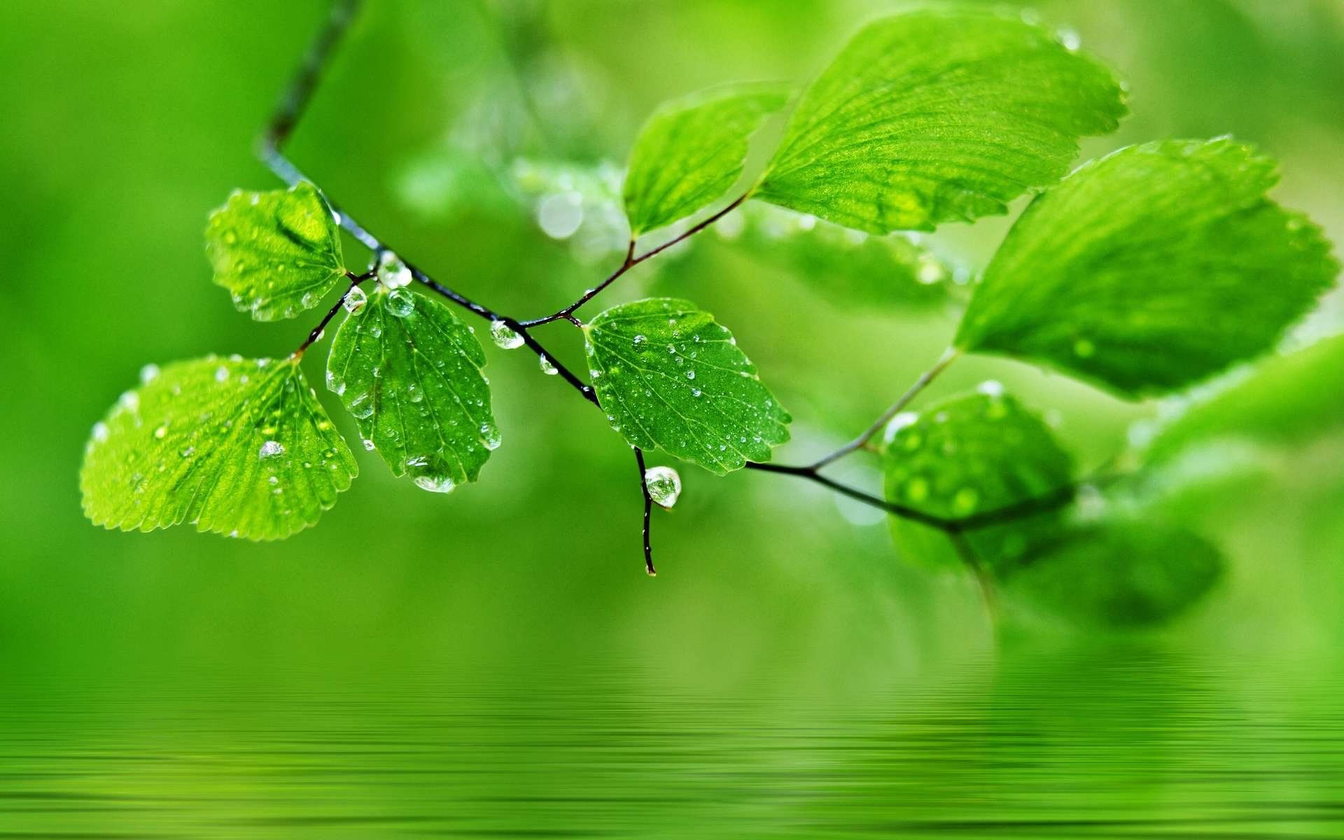 1920x1200 Fresh Dewdrops on Lush Green Leaf. HD Nature Wallpaper