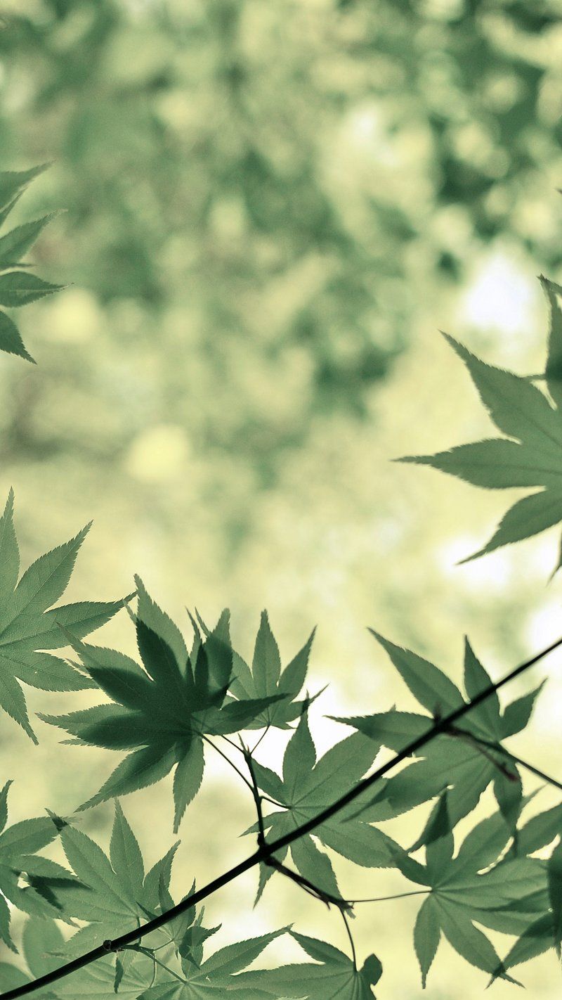 800x1422 iPhone Wallpaper Leaf Image Wallpaper