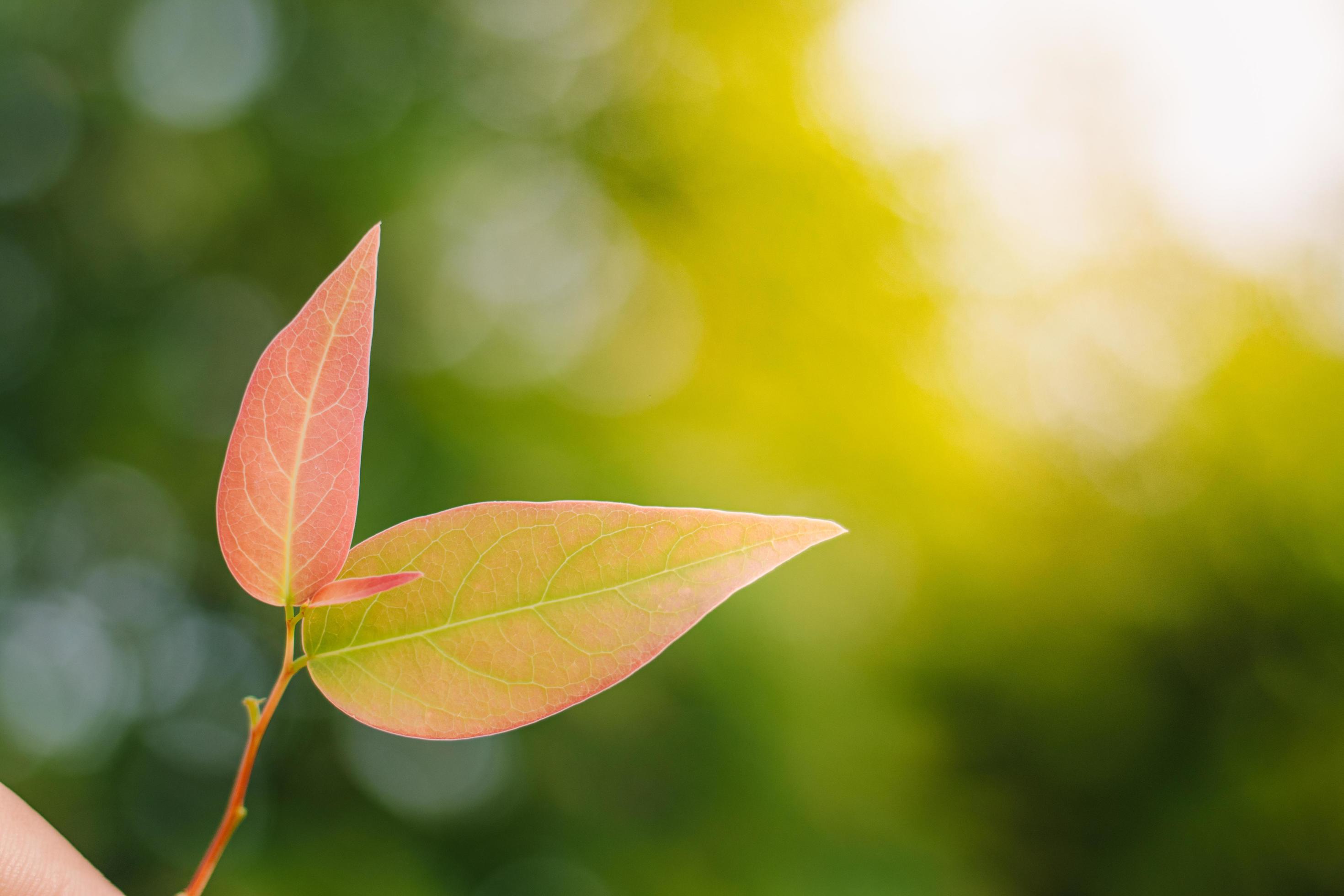 2940x1960 Closeup nature view of Tree top green leaf in garden at summer under sunlight. Natural green plants landscape using as a background or wallpaper