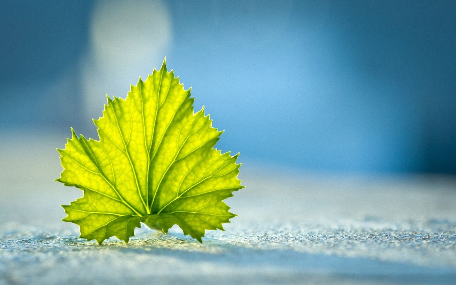 1920x1200 leaf, Nature, Leaves Wallpaper HD / Desktop and Mobile Background