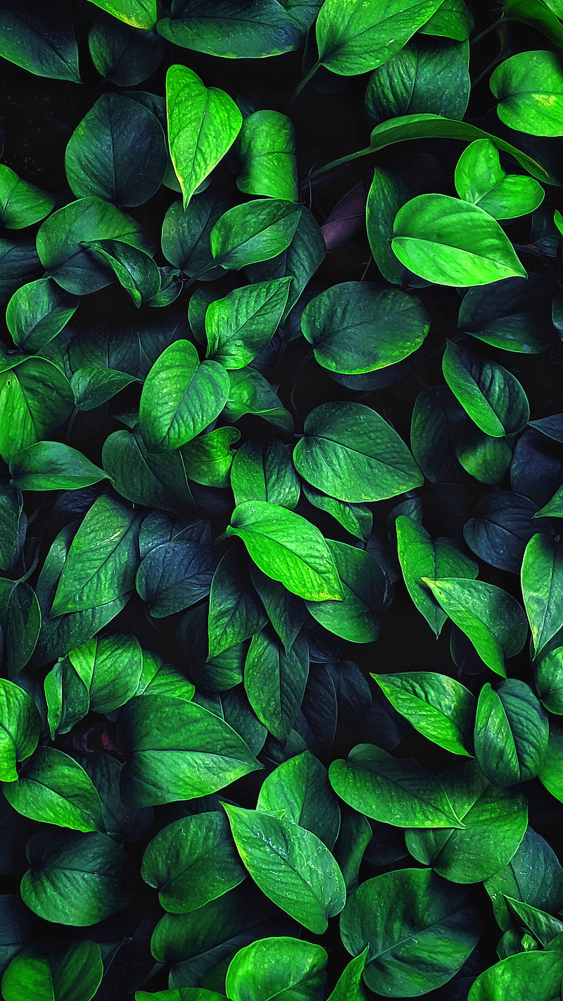 800x1421 Leaf, green, minimal, nature, tree, HD phone wallpaper