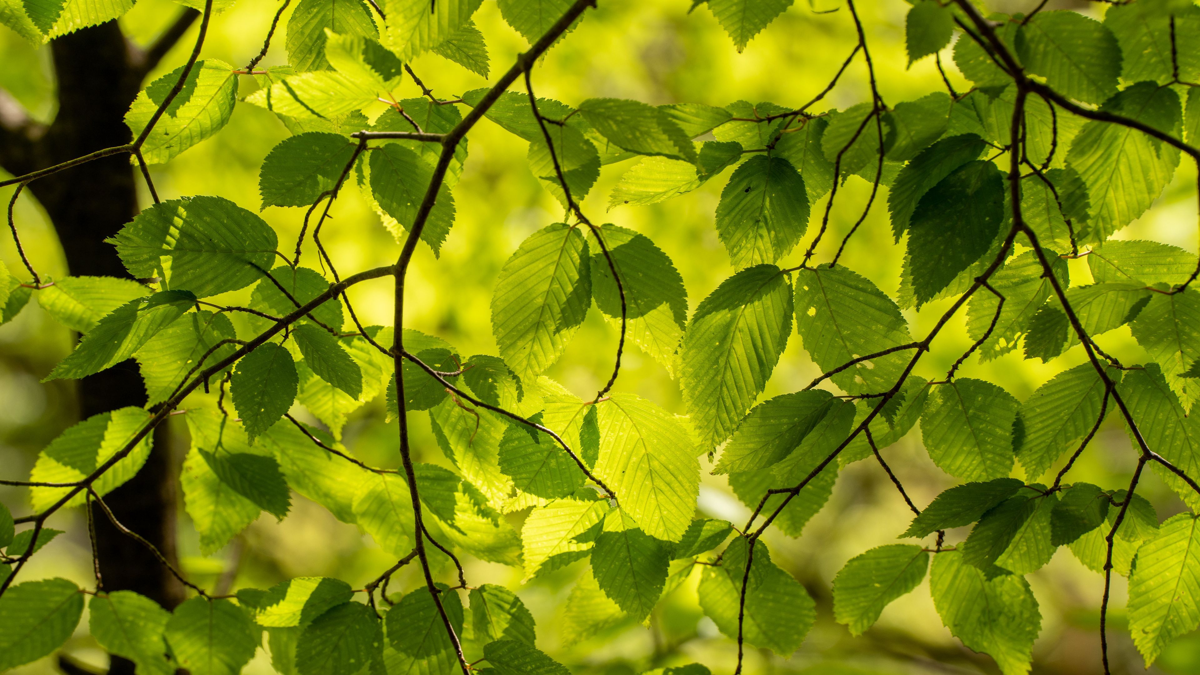 3840x2160 Tree Branches Green Leaves Light Summer Nature Wallpaper Background 4K HD Nature Wallpaper