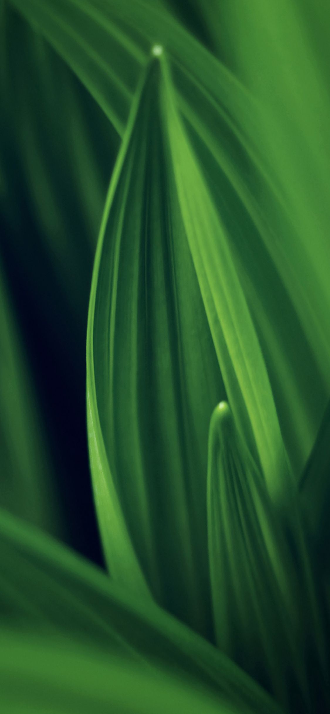 1125x2436 Nature Leaf Wallpaper