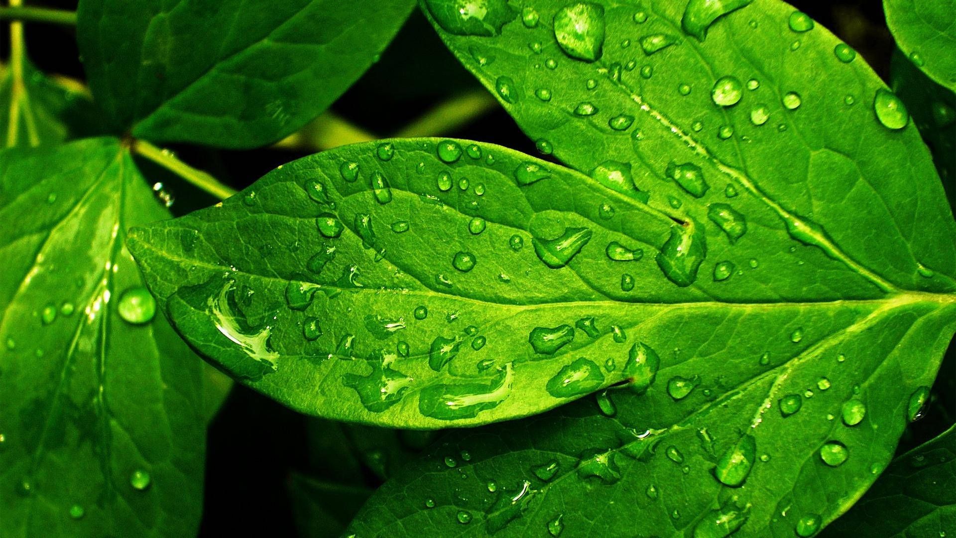1920x1080 Download Green Nature Leaf Background Wallpaper
