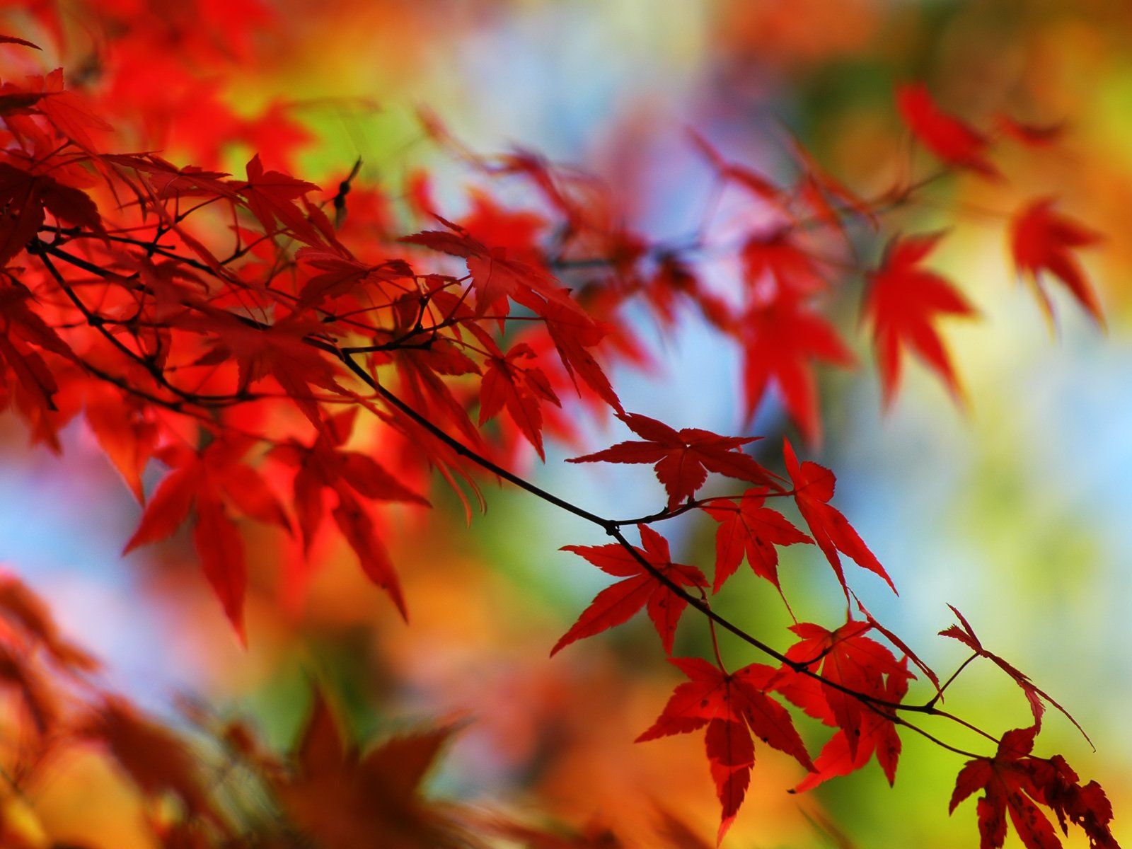 1600x1200 Vibrant Leaves: A Stunning HD Wallpaper of Nature's Beauty