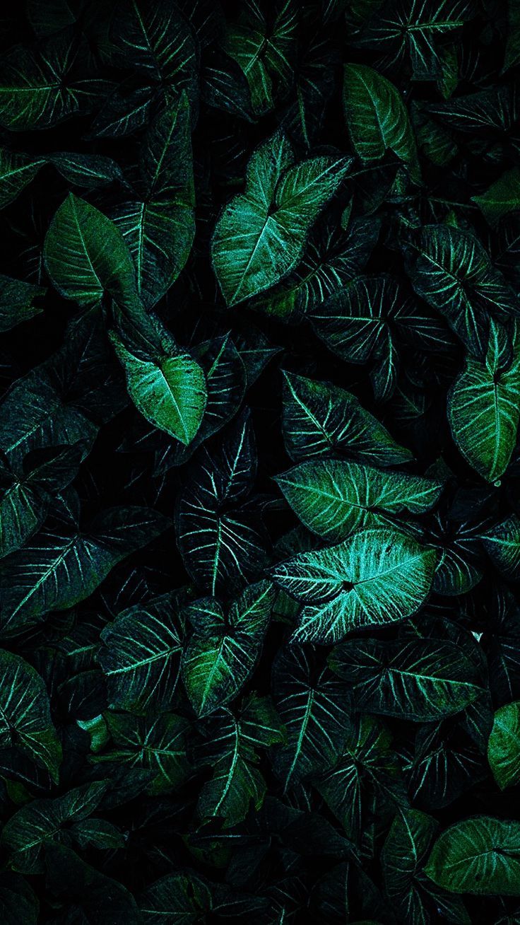736x1308 wallpaper. Green nature wallpaper, Beautiful nature wallpaper hd, Dark green aesthetic