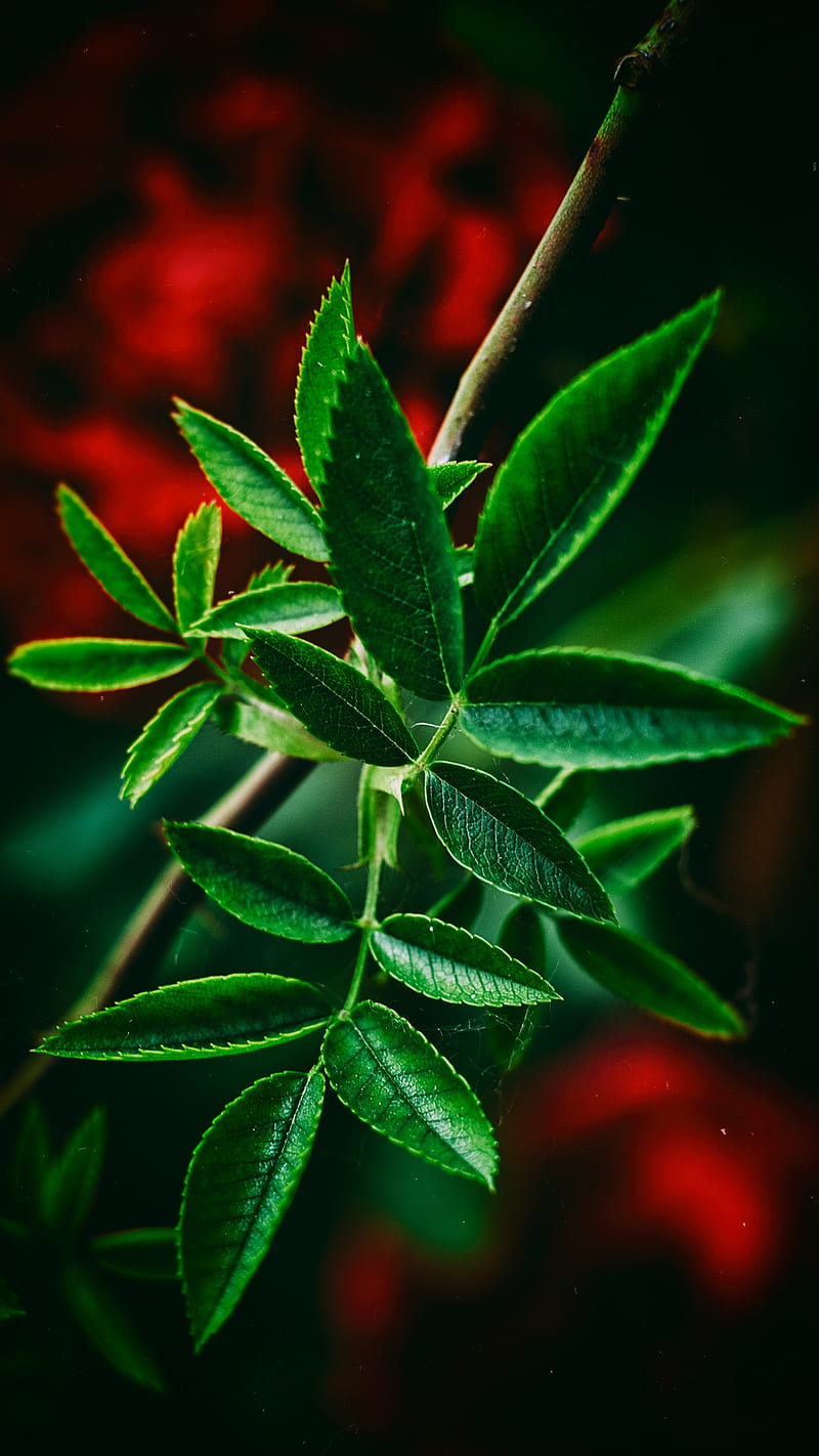 800x1422 Closeup, beauty, dark, green, leaves, lovely, nature, plants, red, HD phone wallpaper