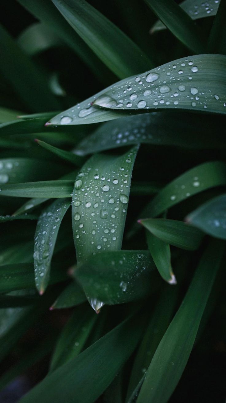736x1308 rain season. Green leaf wallpaper, Leaf wallpaper, Plant wallpaper