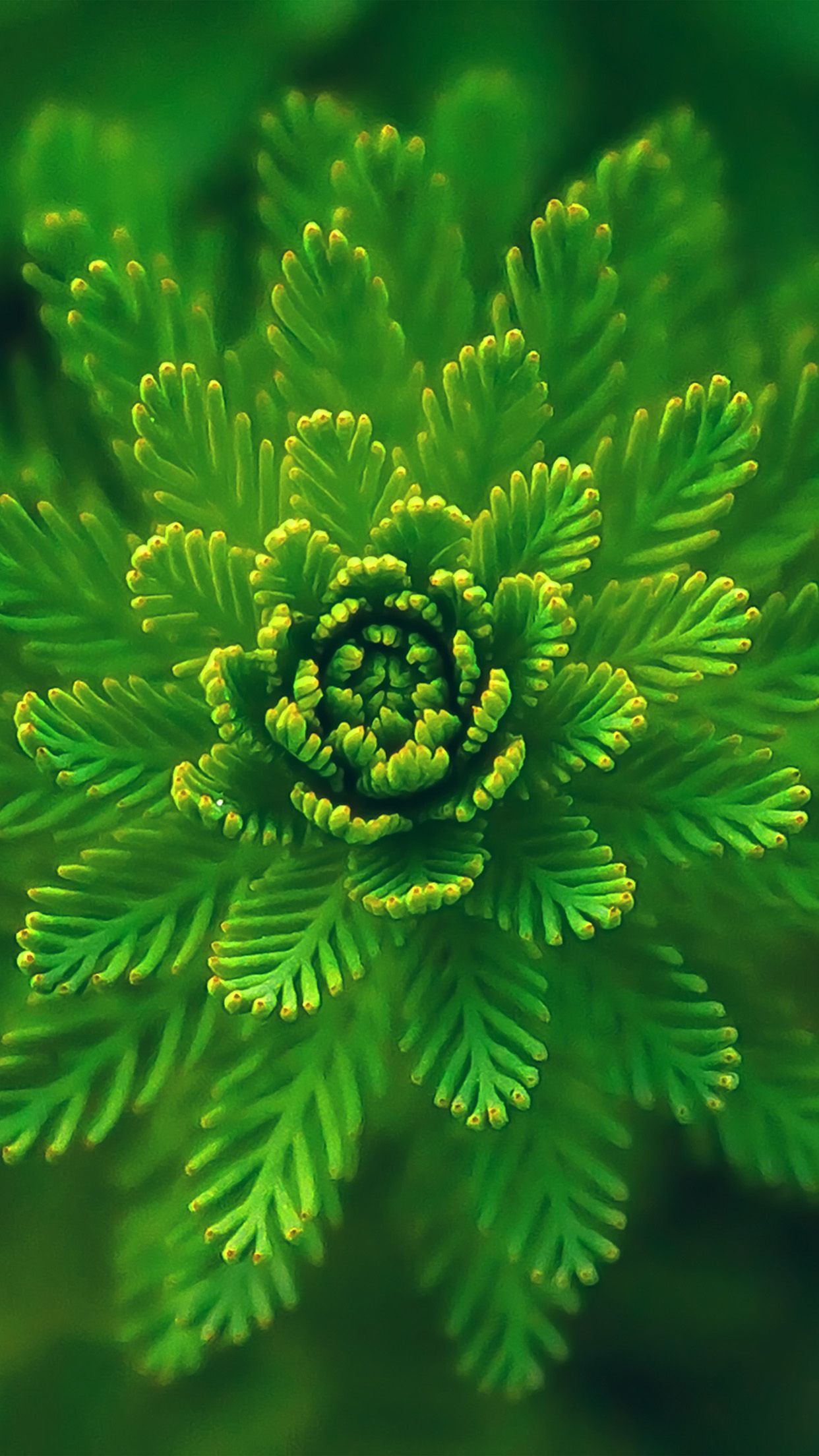 1242x2208 iPhone X wallpaper. flower green leaf nature