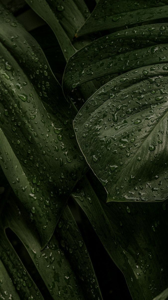 675x1200 Download premium image of Green leaf iphone background wallpaper, aesthetic HD nature image by Jira about iphone wallpaper, instagram story, green wallpaper, wallpaper aesthetic, and iphone wallpaper leaf 3862472