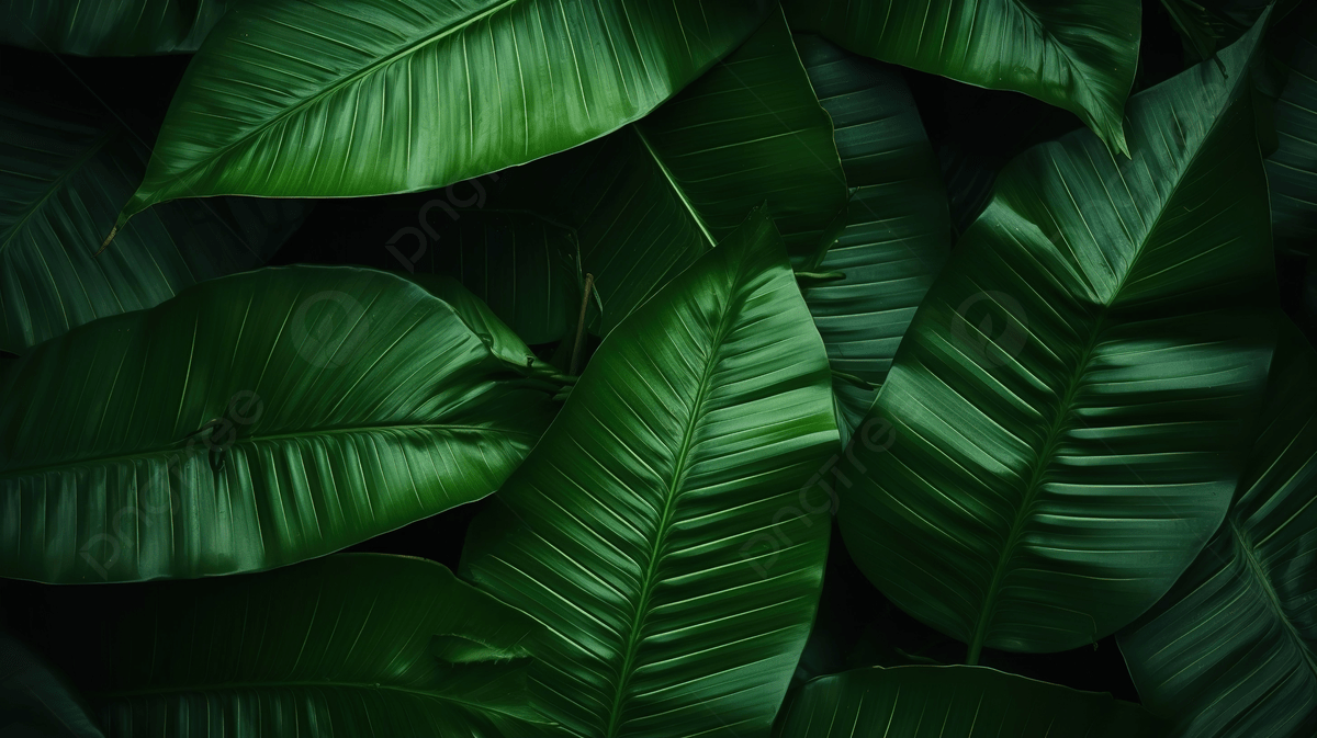 1200x673 Dark Green Background With Abstract Leaf Texture And Tropical Foliage In Nature, Leaf Wallpaper, Tropical Wallpaper, Dark Wallpaper Background Image And Wallpaper for Free Download