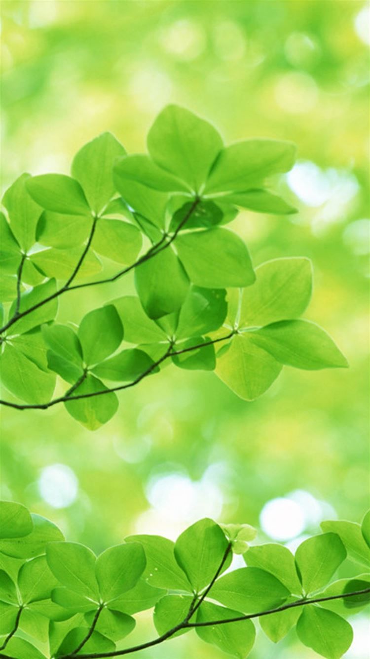 750x1334 Nature Sunshine Green Leaves iPhone 8 Wallpaper Free Download
