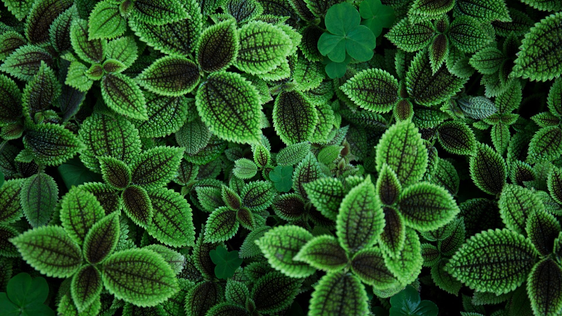 1920x1080 Green leaves Wallpaper 4K, Aesthetic, Plant, 5K, Sage green