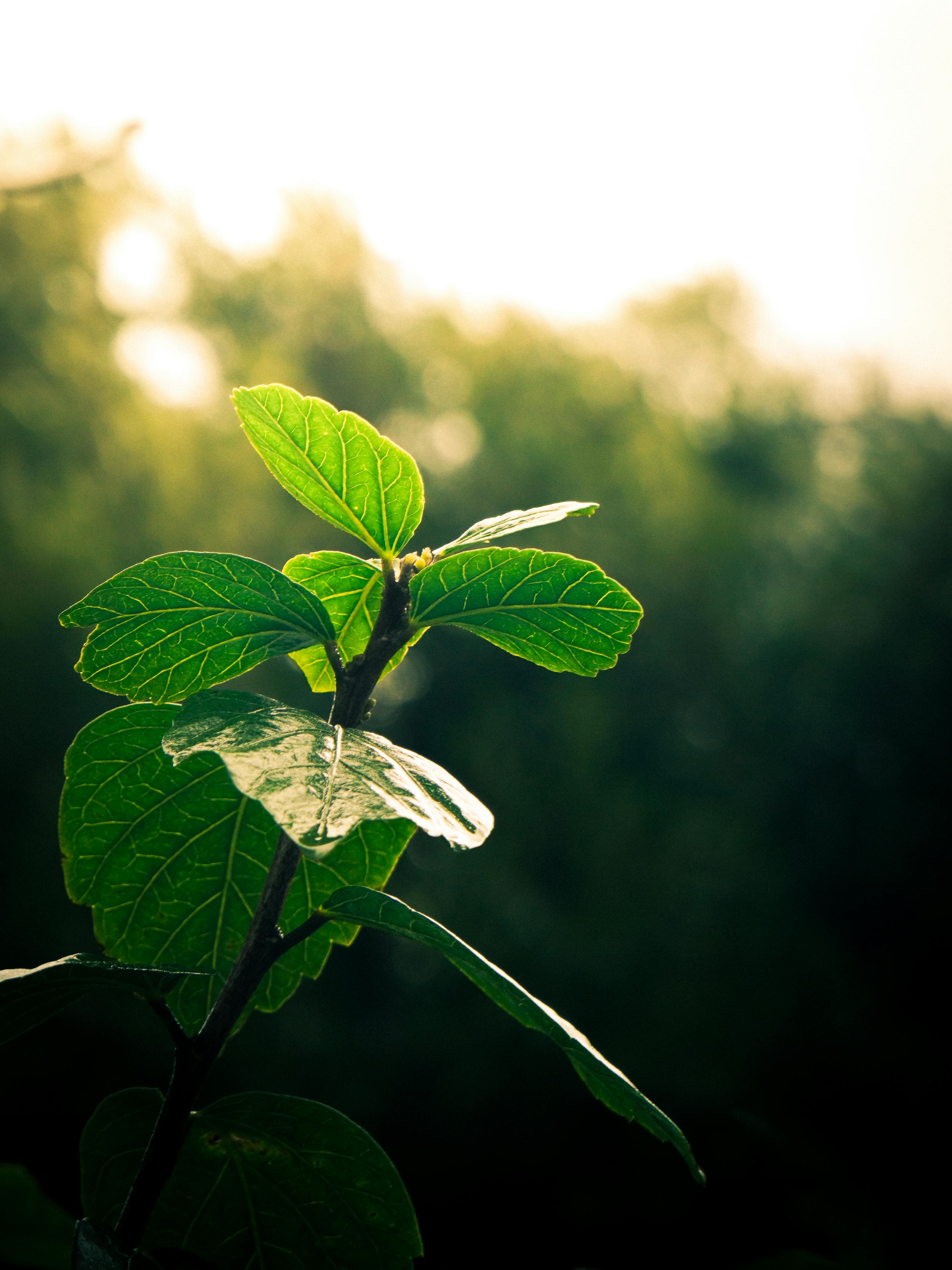 2864x3819 Fresh Green Leaves in Morning Light's Rebirth · Free