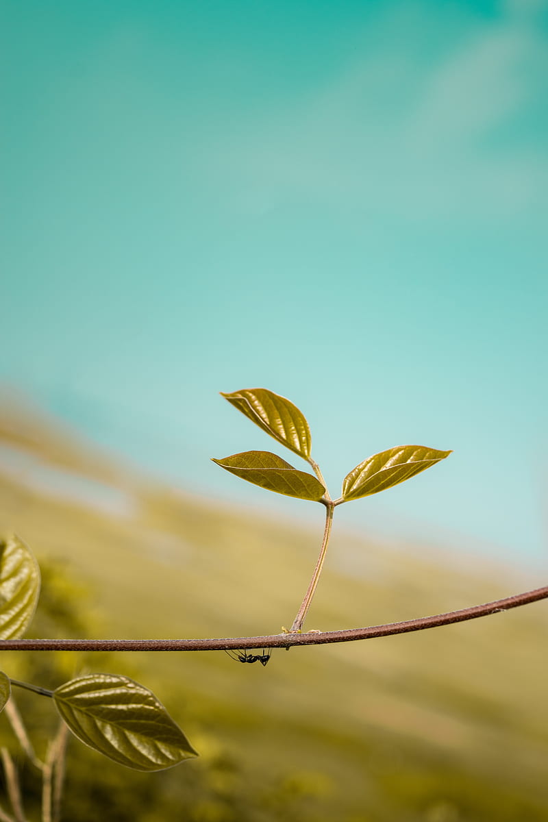800x1200 Nature, green, nature, leaf, one, flower, HD phone wallpaper