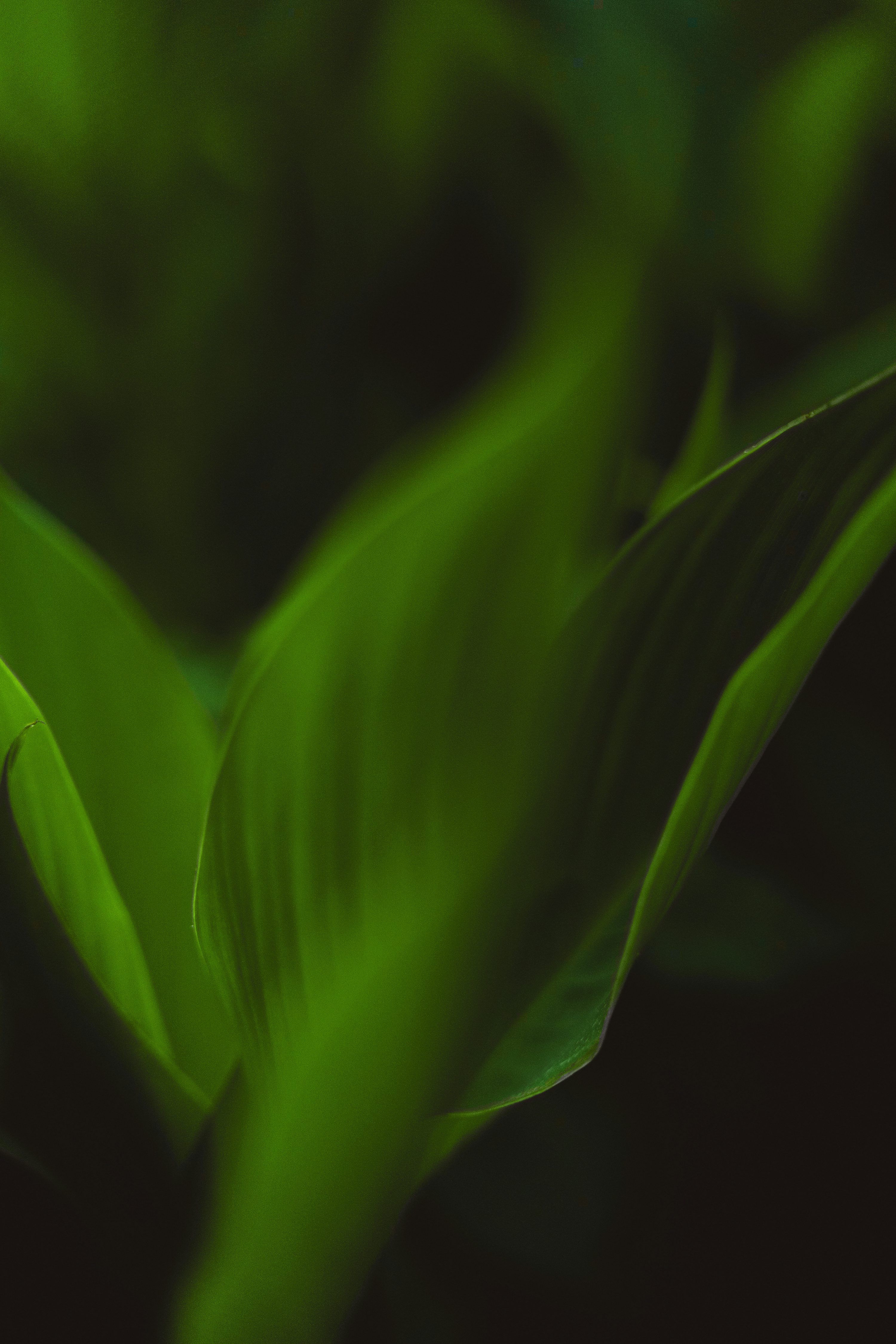 3000x4500 Green leaves create a serene and natural backdrop. photo