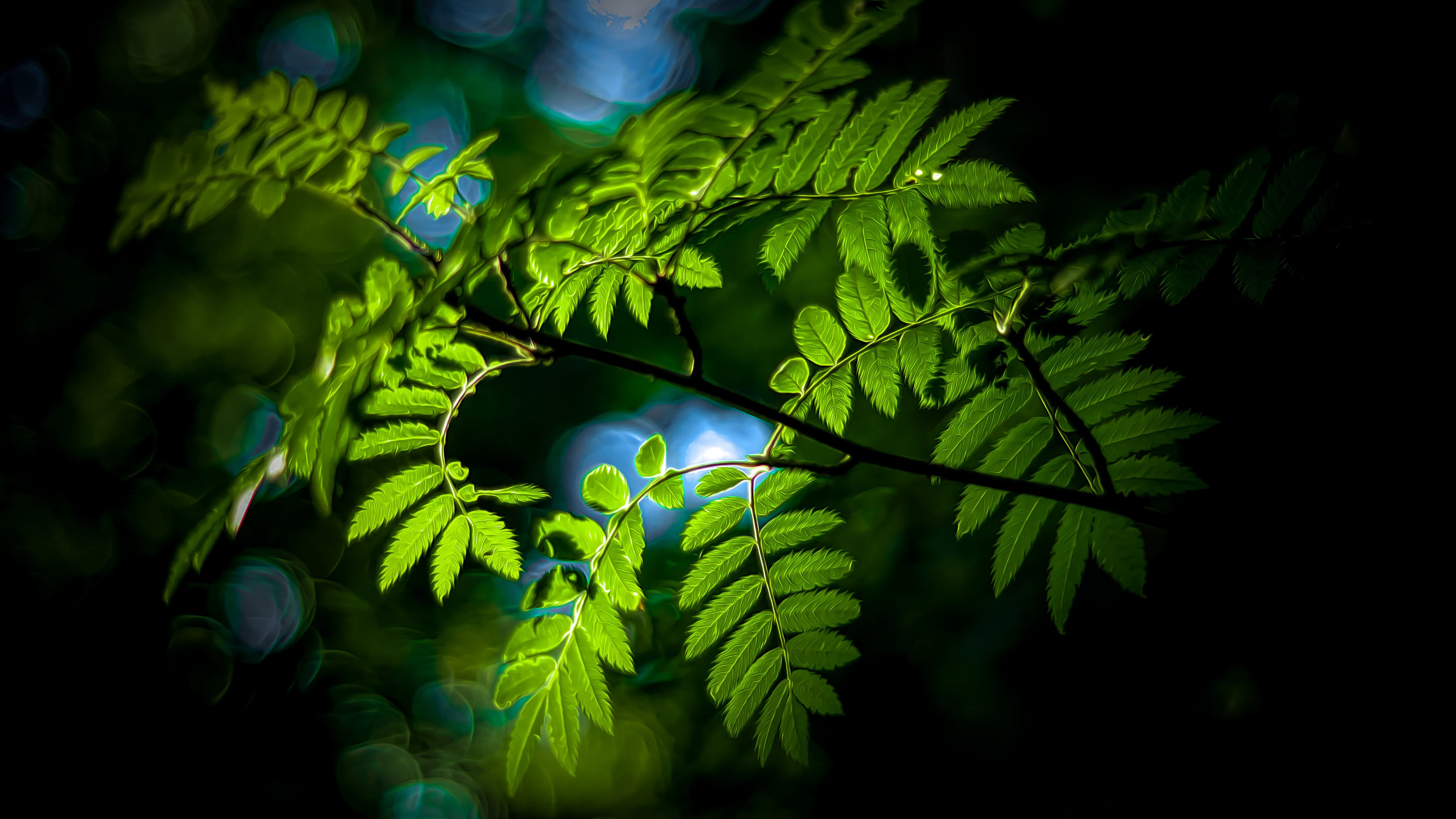 3840x2160 Wallpaper Nature, Leaf, Branch, Terrestrial Plant, Twig, Background Free Image