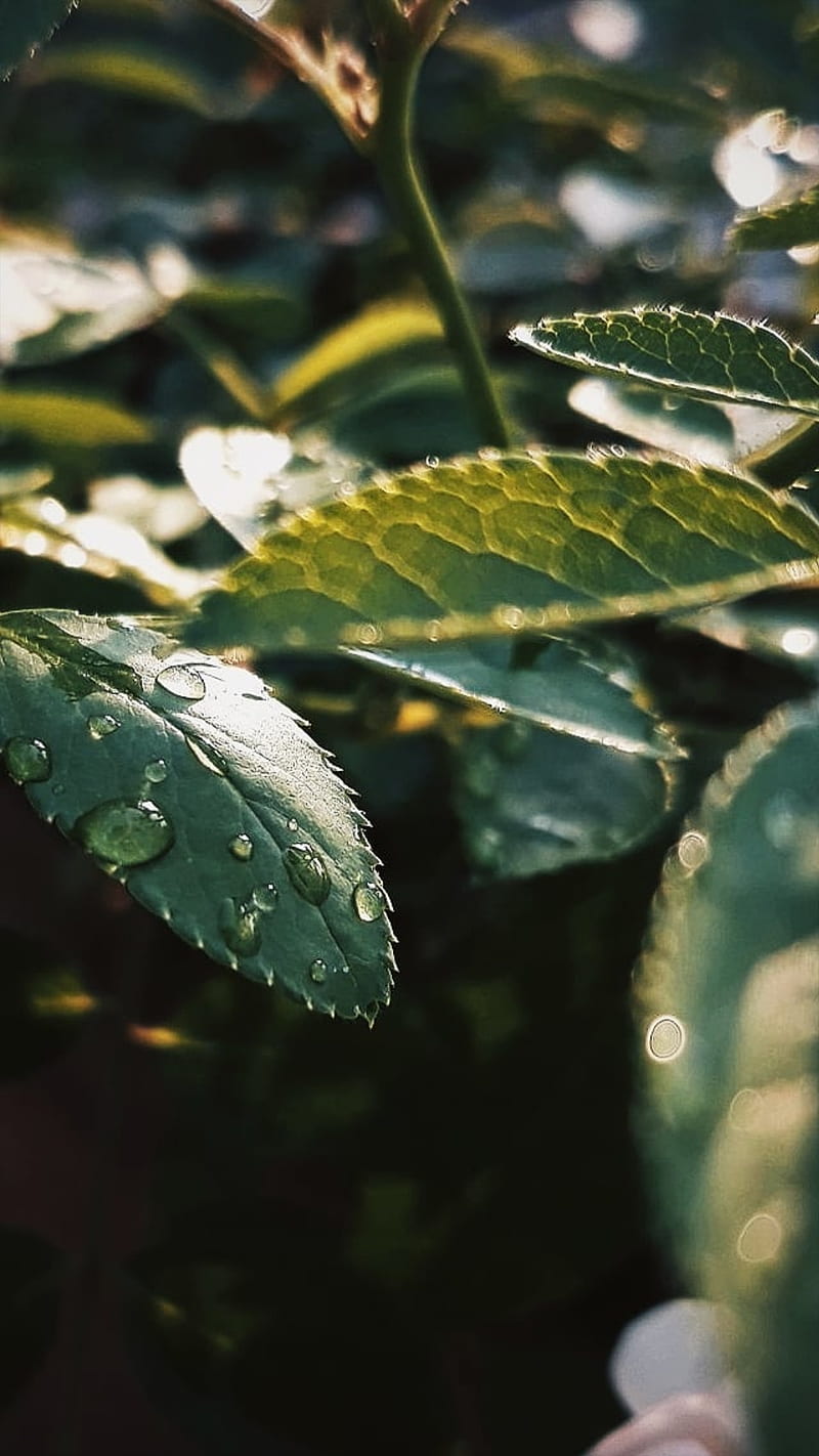 800x1422 Leaves, abstract, beautiful leaves, beautiful nature, green leaves, nature, nature love, HD phone wallpaper