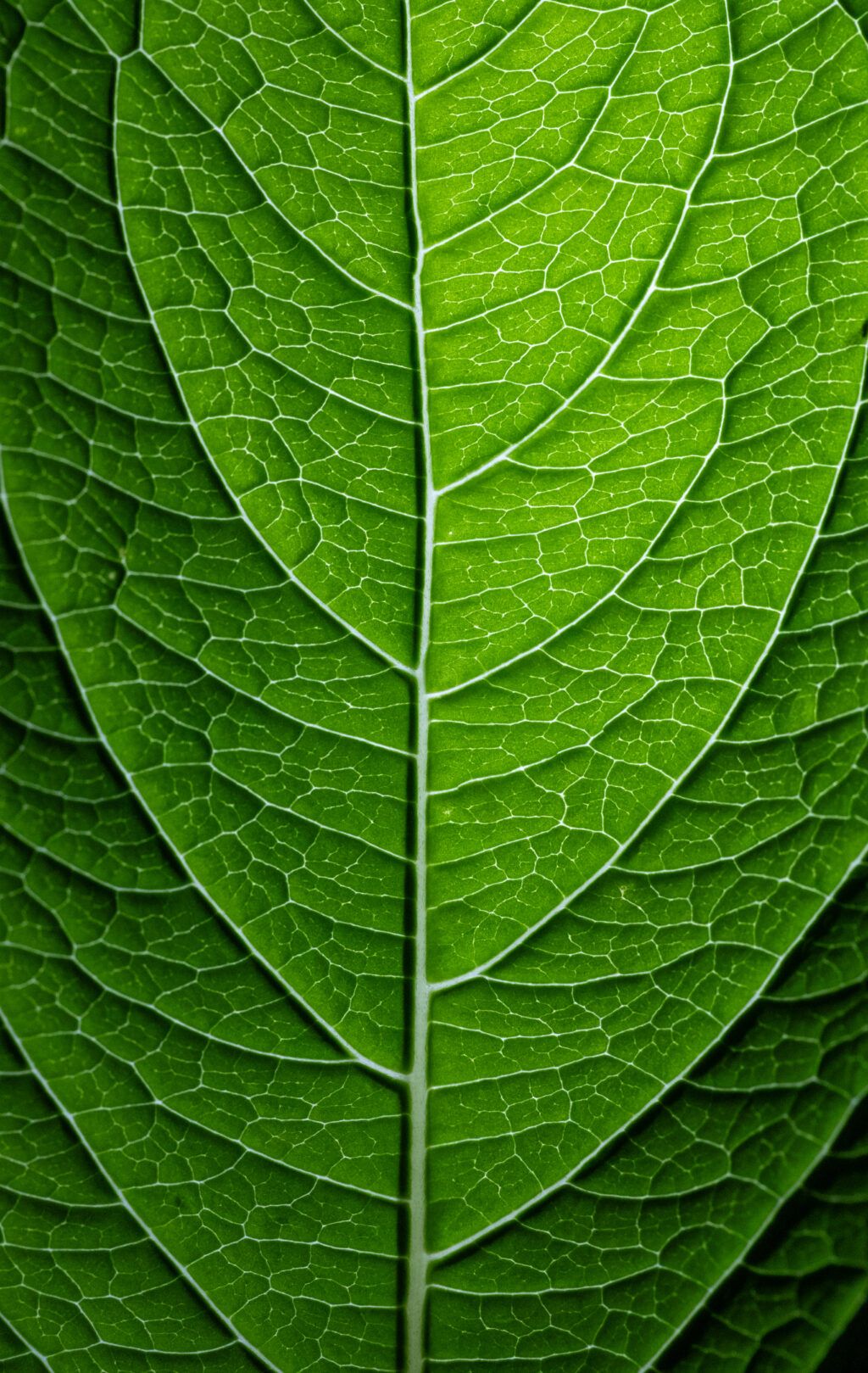 1024x1619 Leaf Texture Wallpaper Photo Download