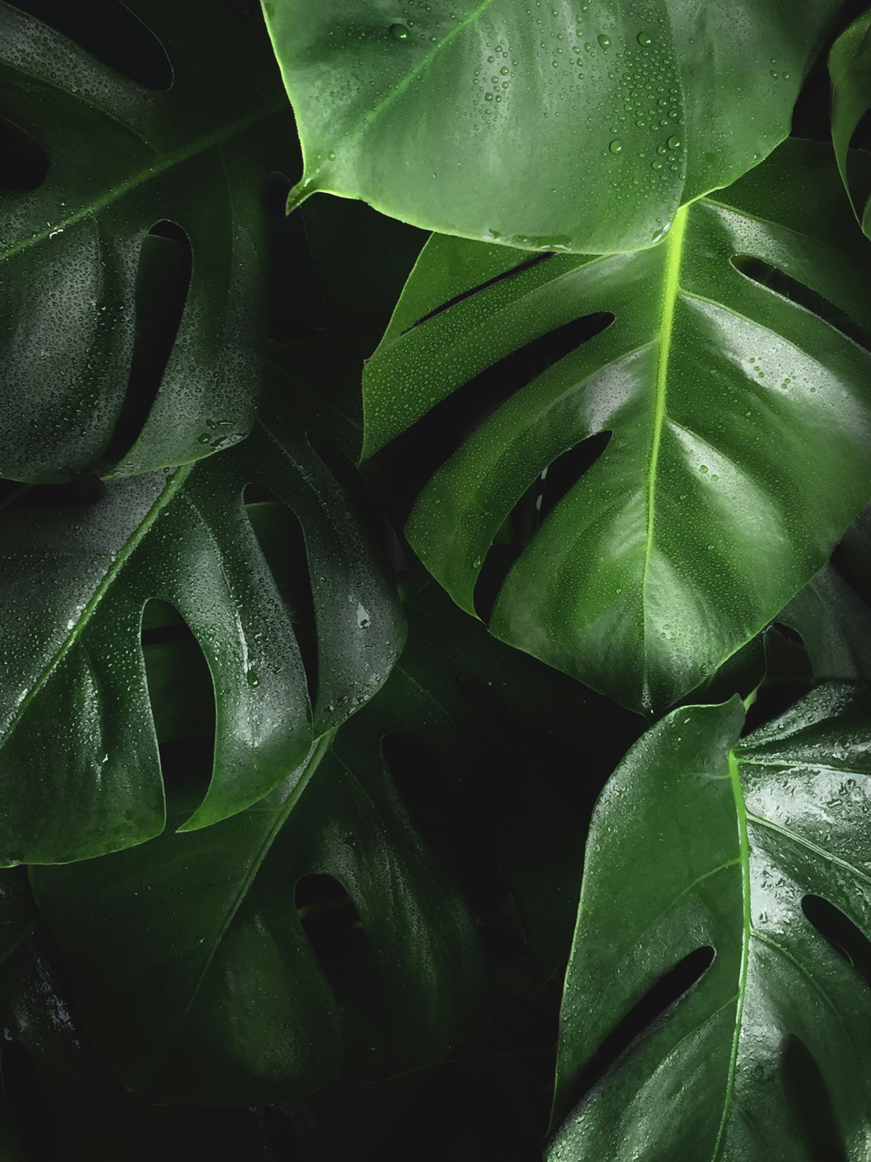 3000x4000 Nature Leaf Picture. Download Free Image